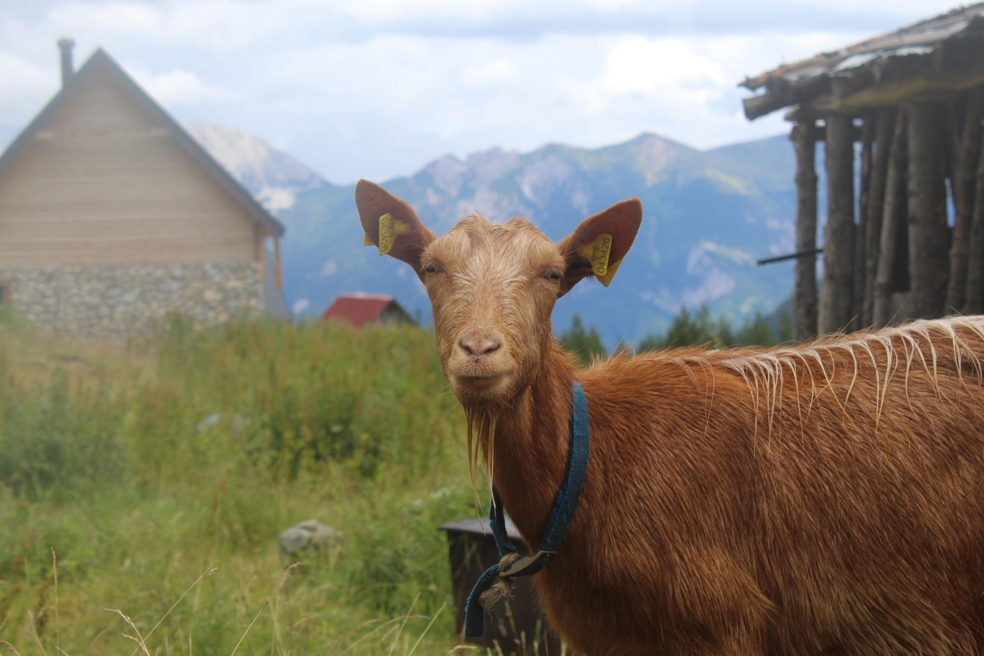 A mountain goat in the Kosovo village of Gacaferi. Photo: Stuart Kenny