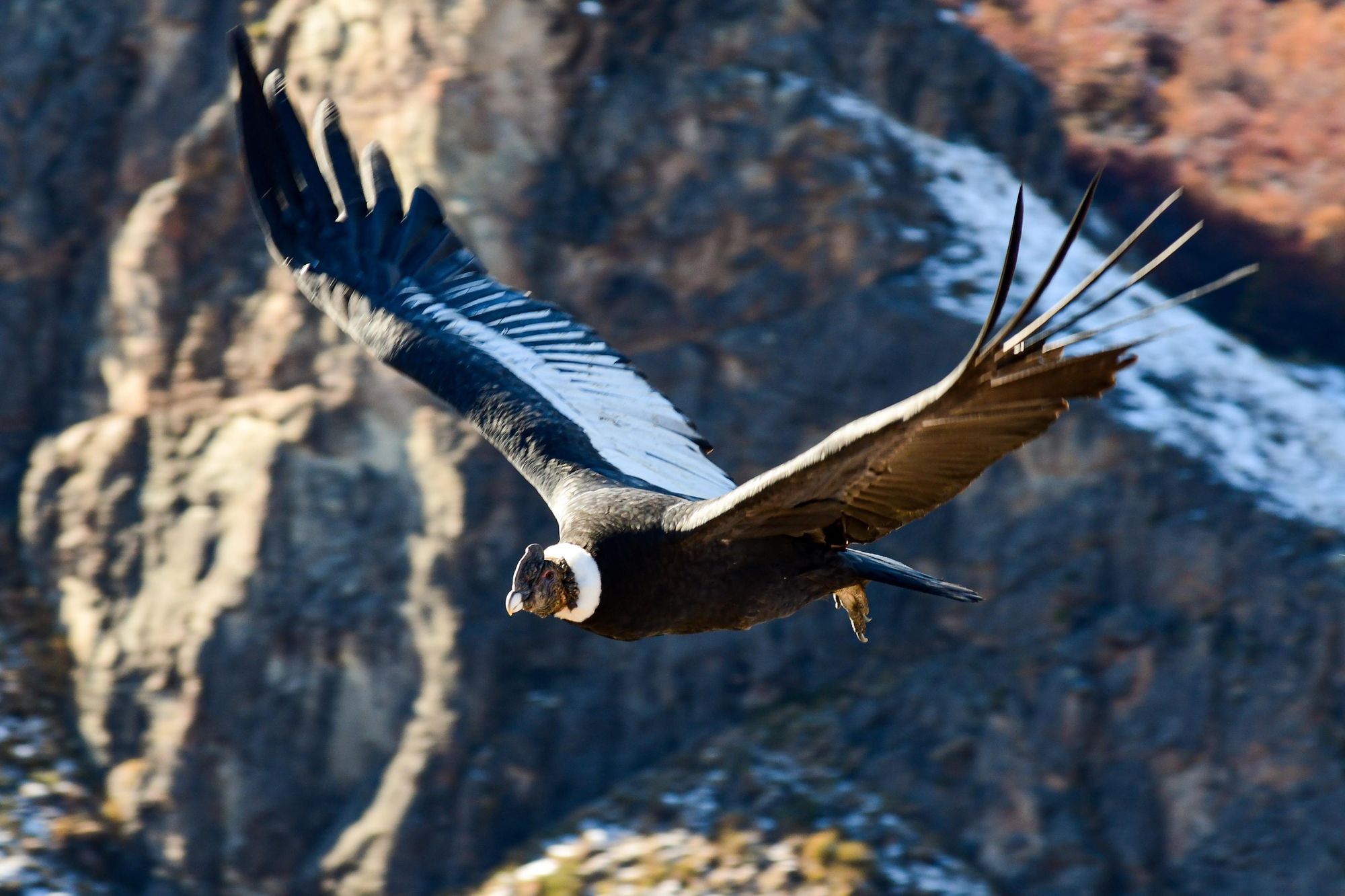 A majestic Andean condor. Photo: Getty.