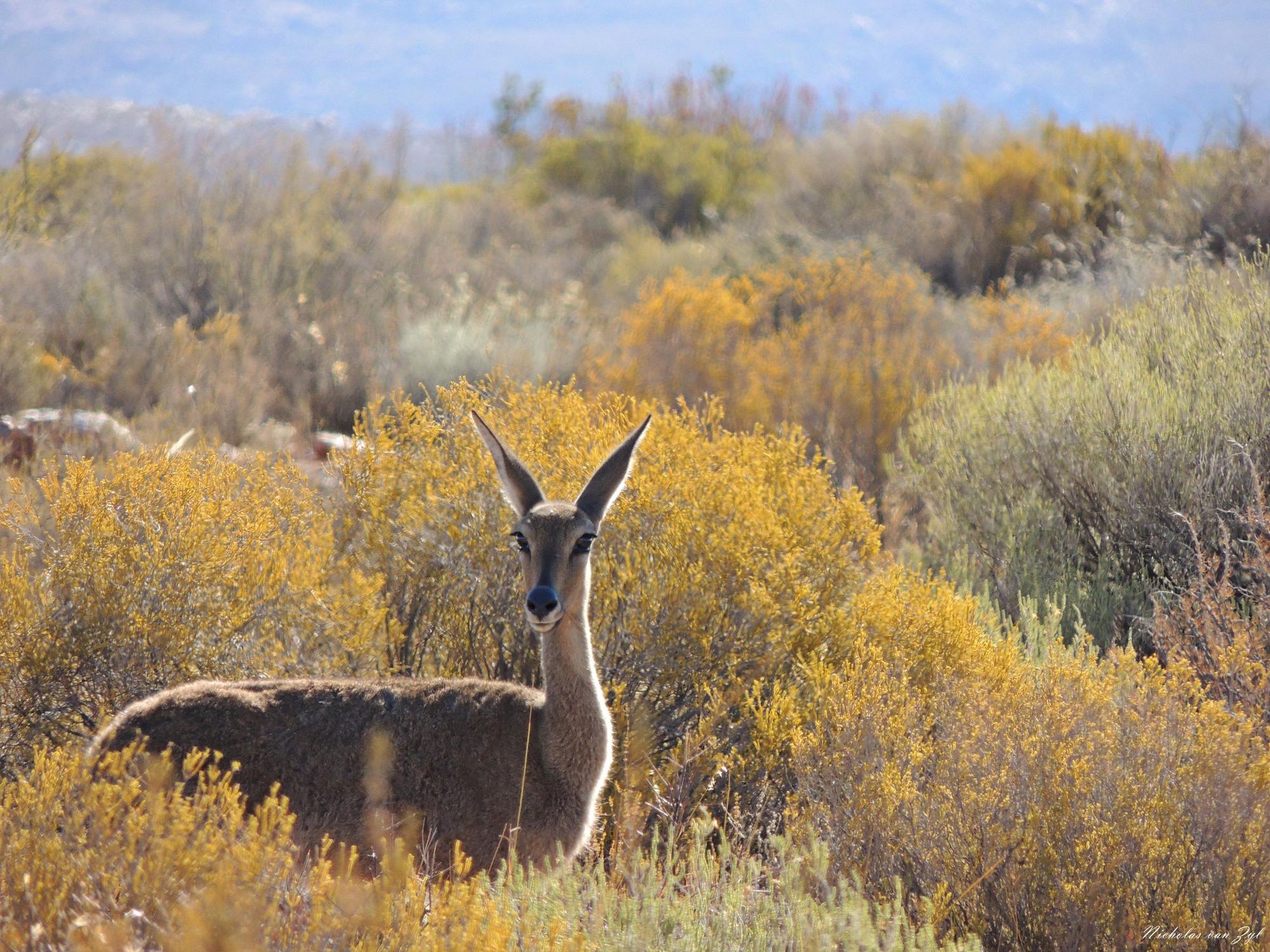 A grey rhebok in the fynbos. Photo: Kagga Kamma.
