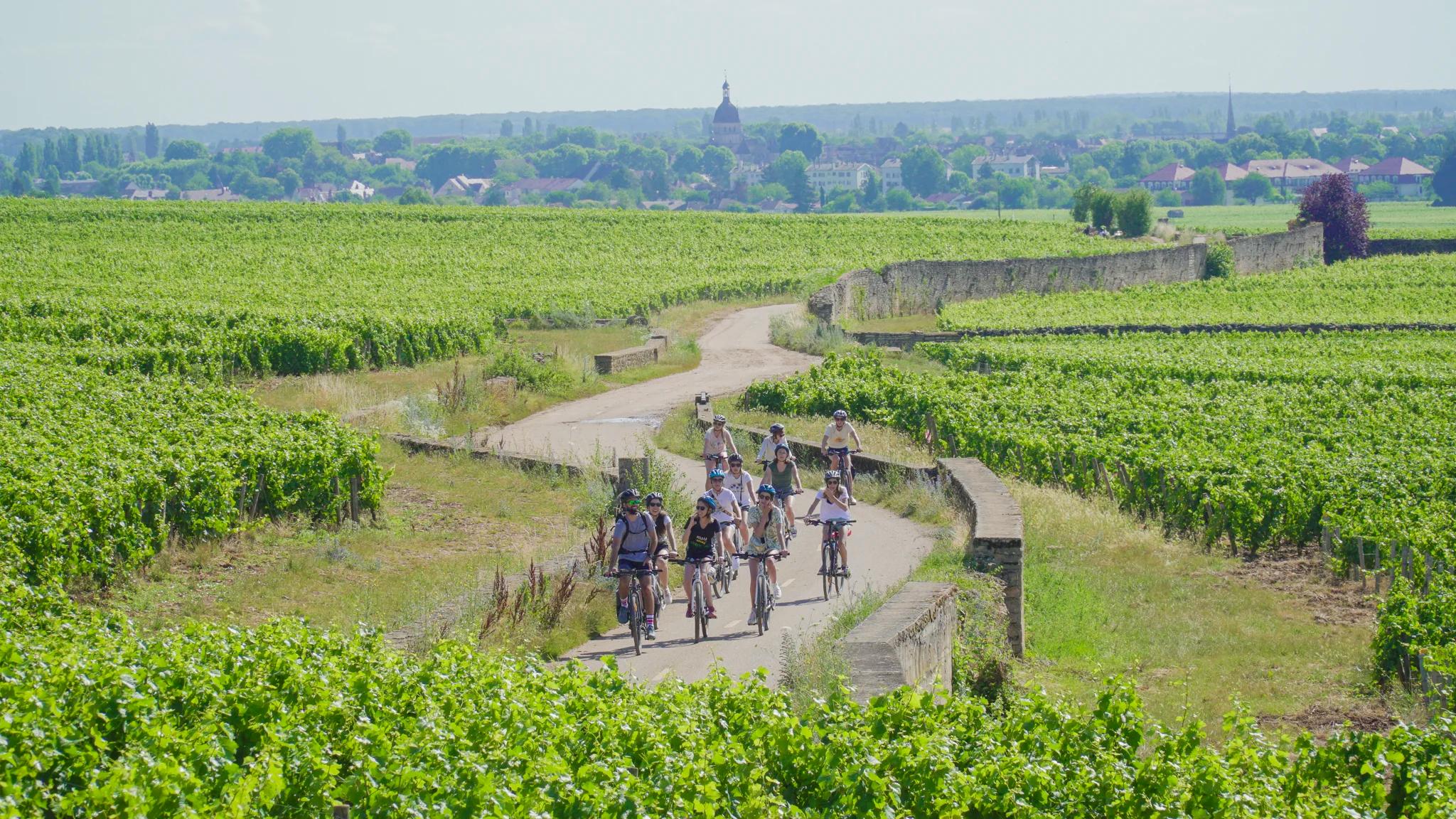 Cycling from Beaune towards Santenay. Photo: Active Tours.