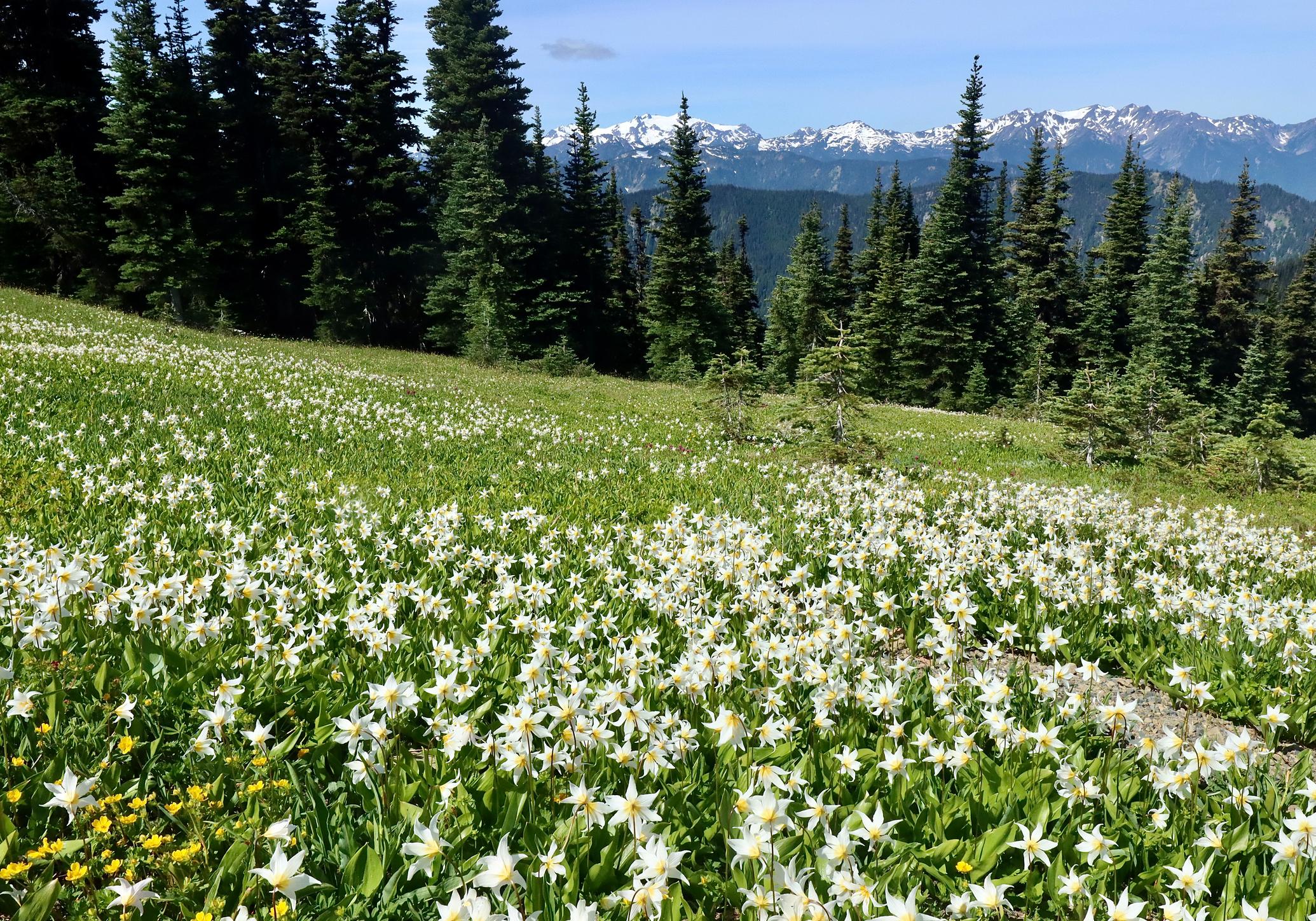 A meadow of avalanche lilies with Mount Olympus, in snow, in the distance. Photo: Getty