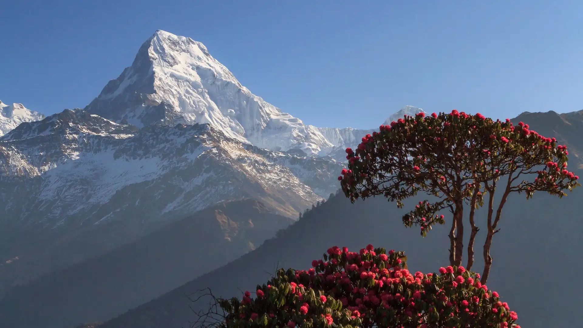 Rhododendrons with Annapurna 1 in the background.