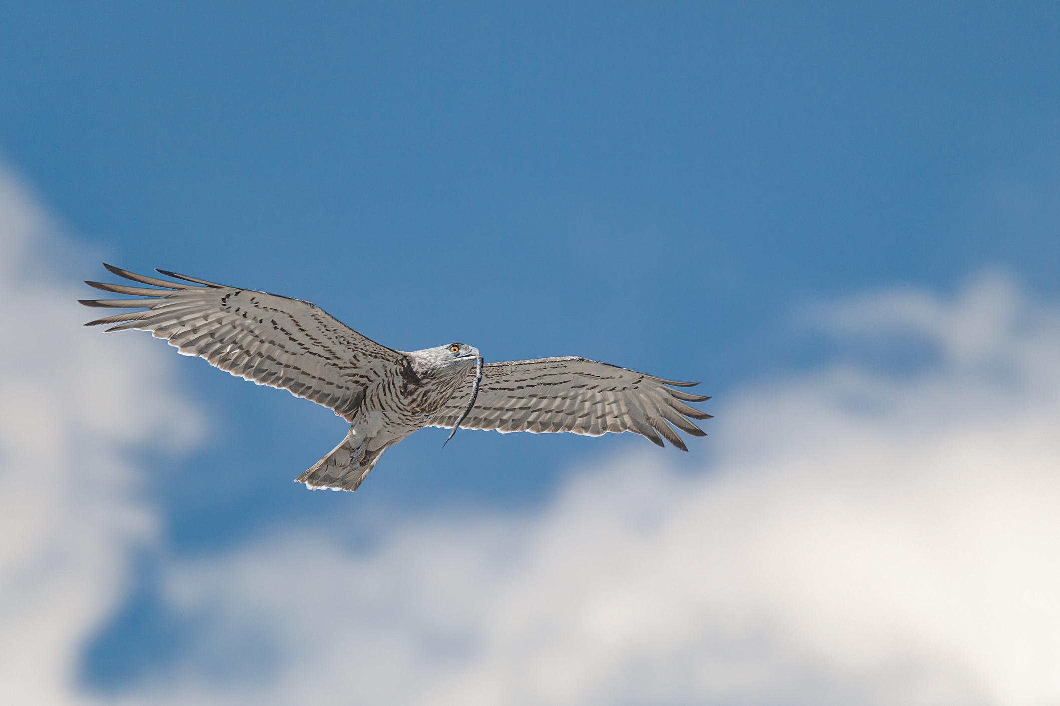 A migratory short-toed snake, with dinner caught and ready. Photo: Getty