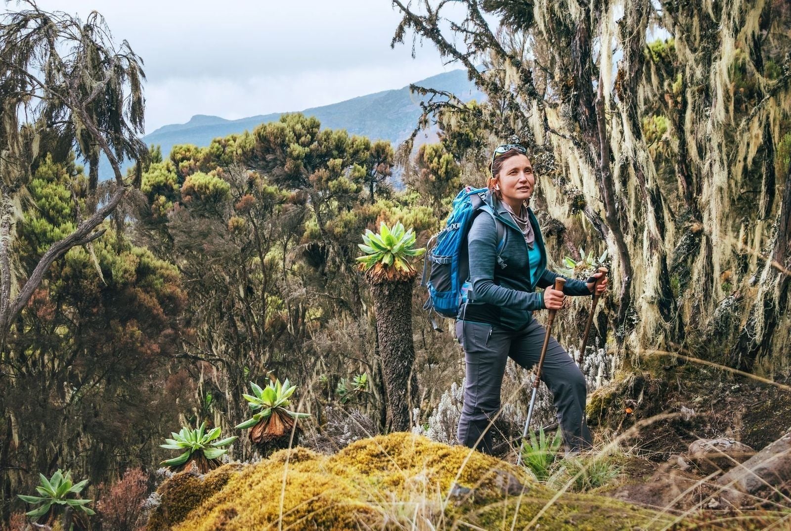 Hiker on the Umbwe Route up Kilimanjaro.