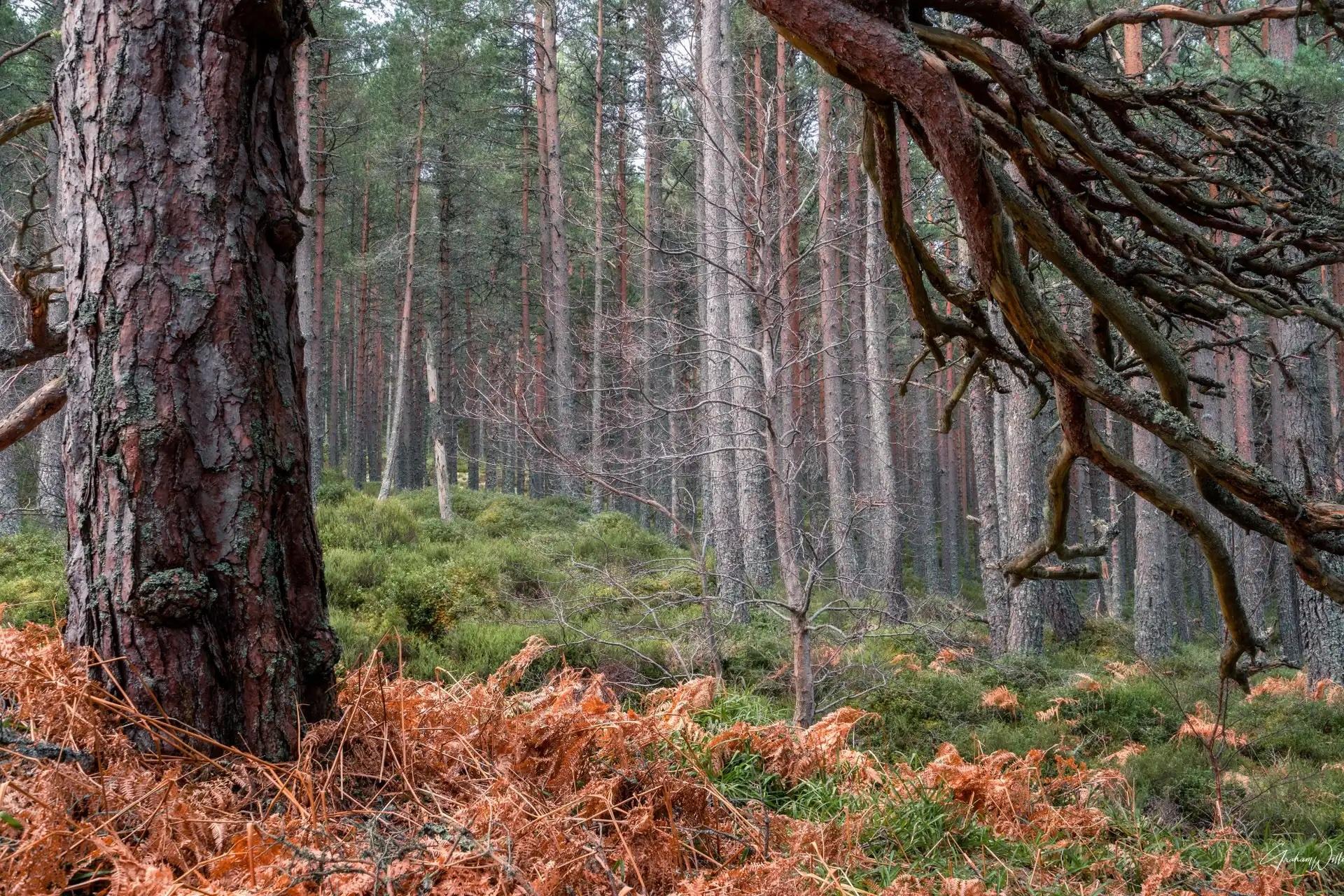 Abernathy Forest in Scotland. Photo: Canva.