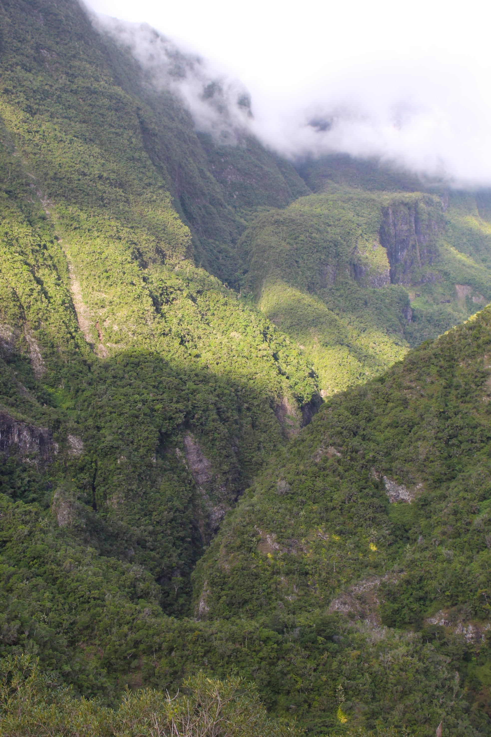 An abundance of greenery, photographed from a gite in Mafate. Photo: Stuart Kenny