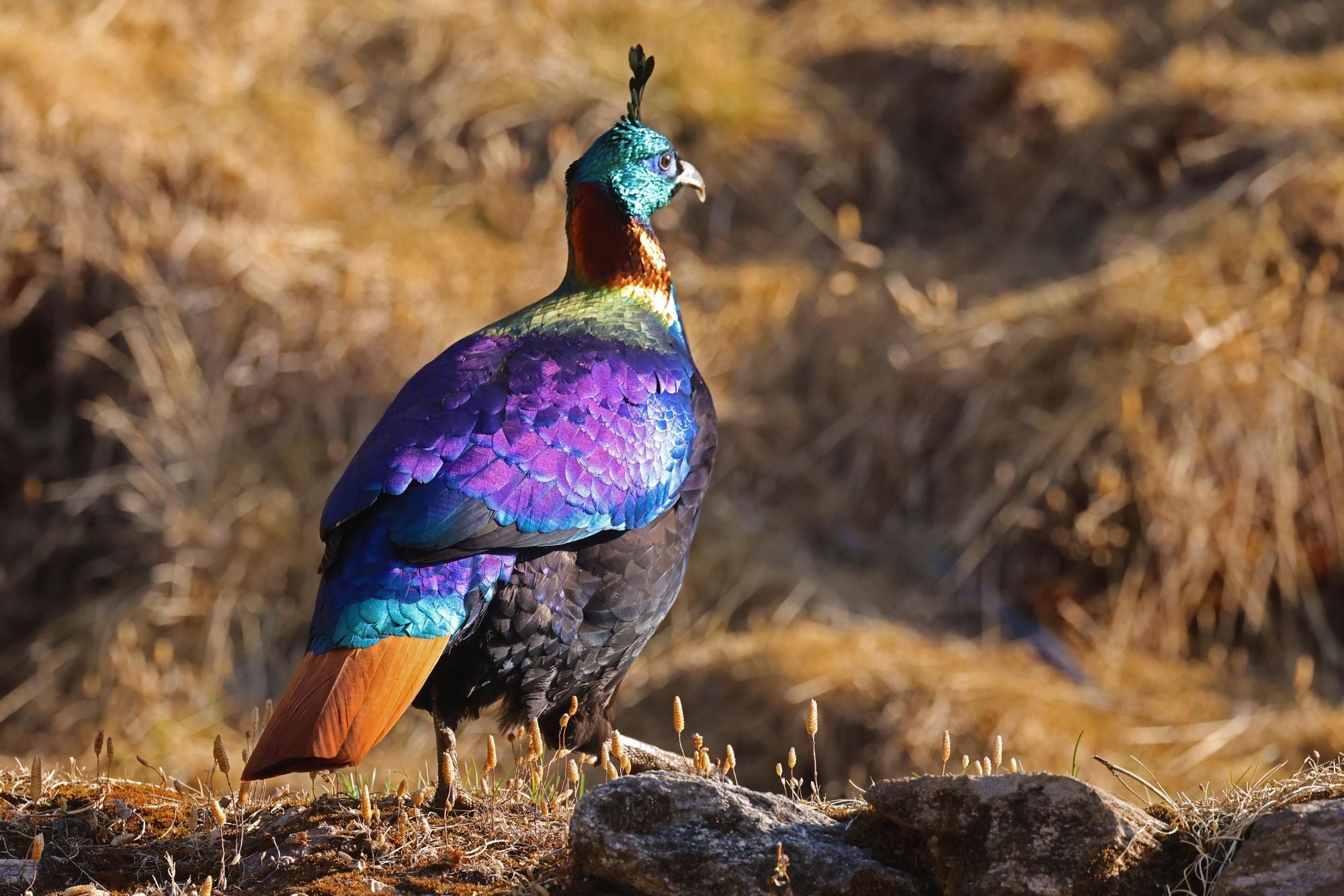 The bejewelled Himalayan monal. Photo: Getty.