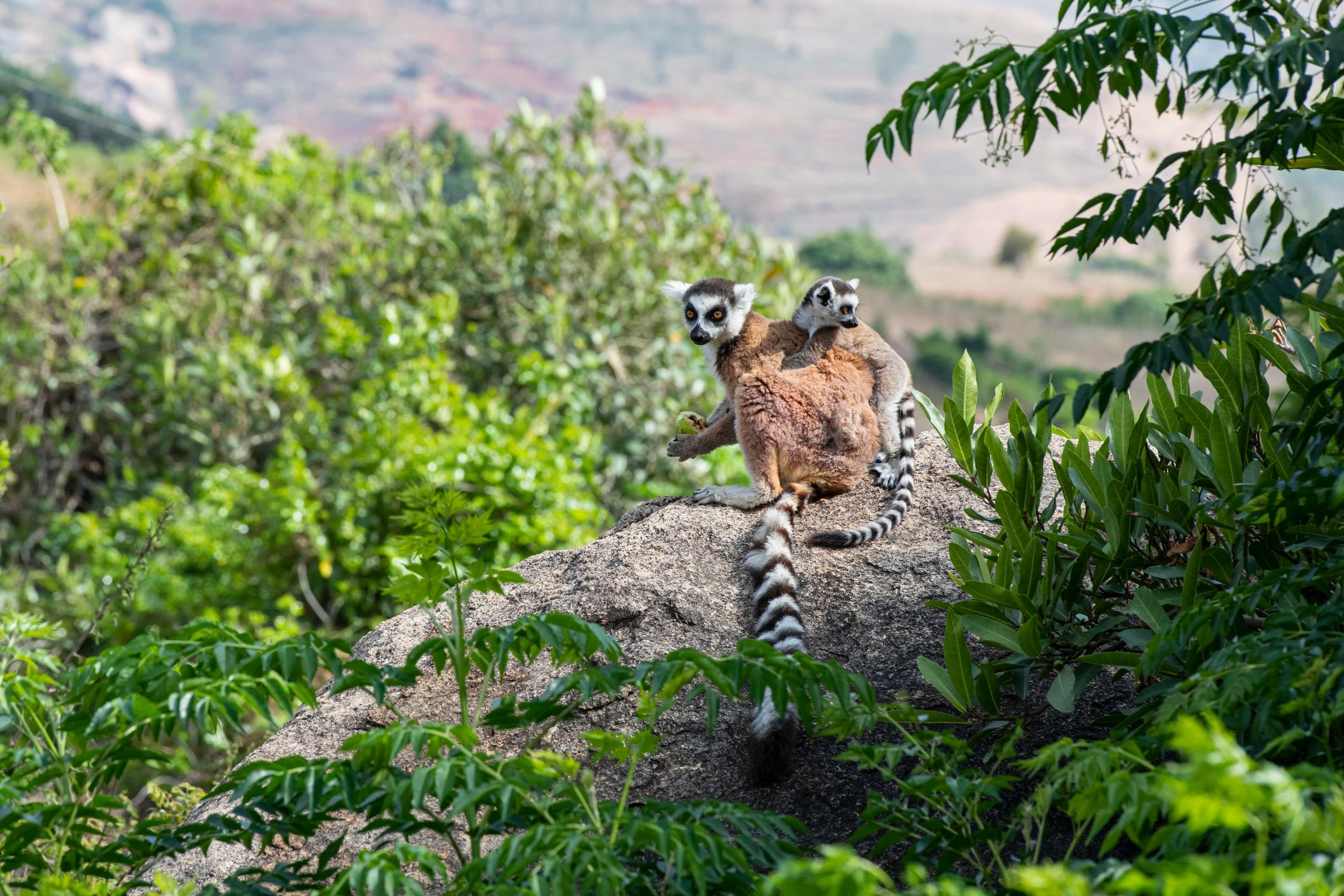 A mother and baby ring-tailed lemur, photographed in wildlife in Anja Community Reserve in Madagascar. Photo: Getty