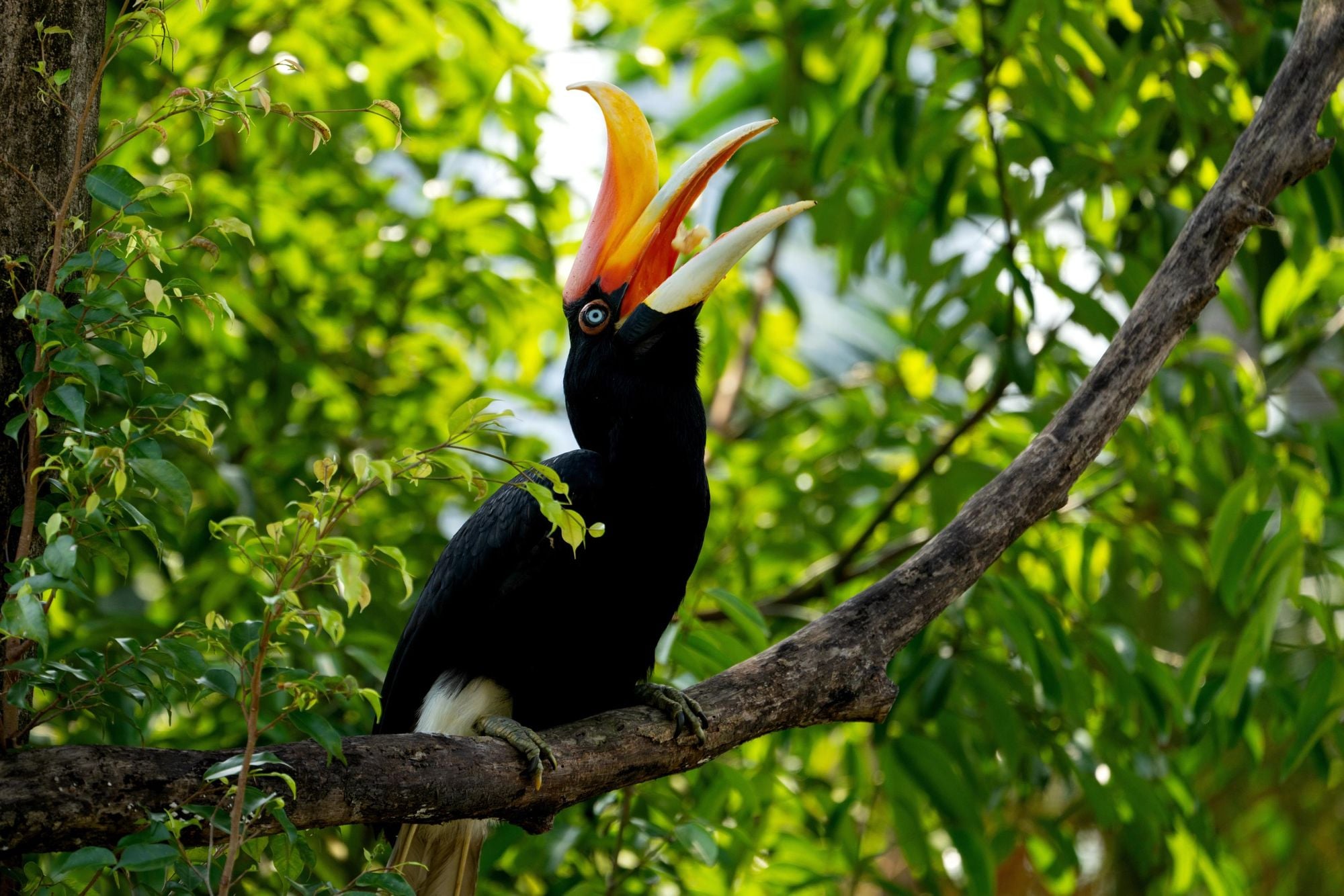 The rhinoceros hornbill, filling the jungles of Borneo with its cry. Photo: Shutterstock.