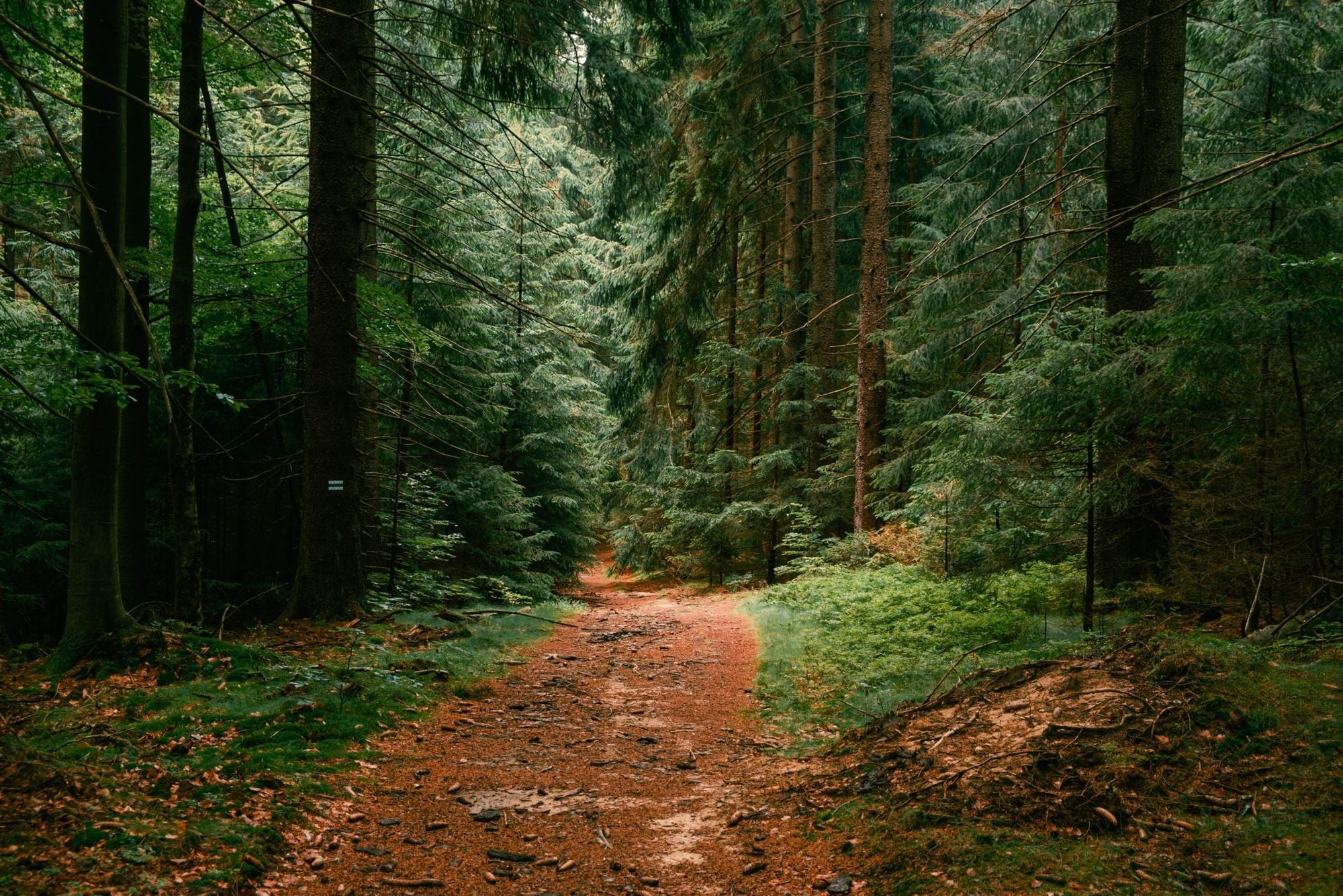 The atmospheric silence of dense forest. Photo: Shutterstock.