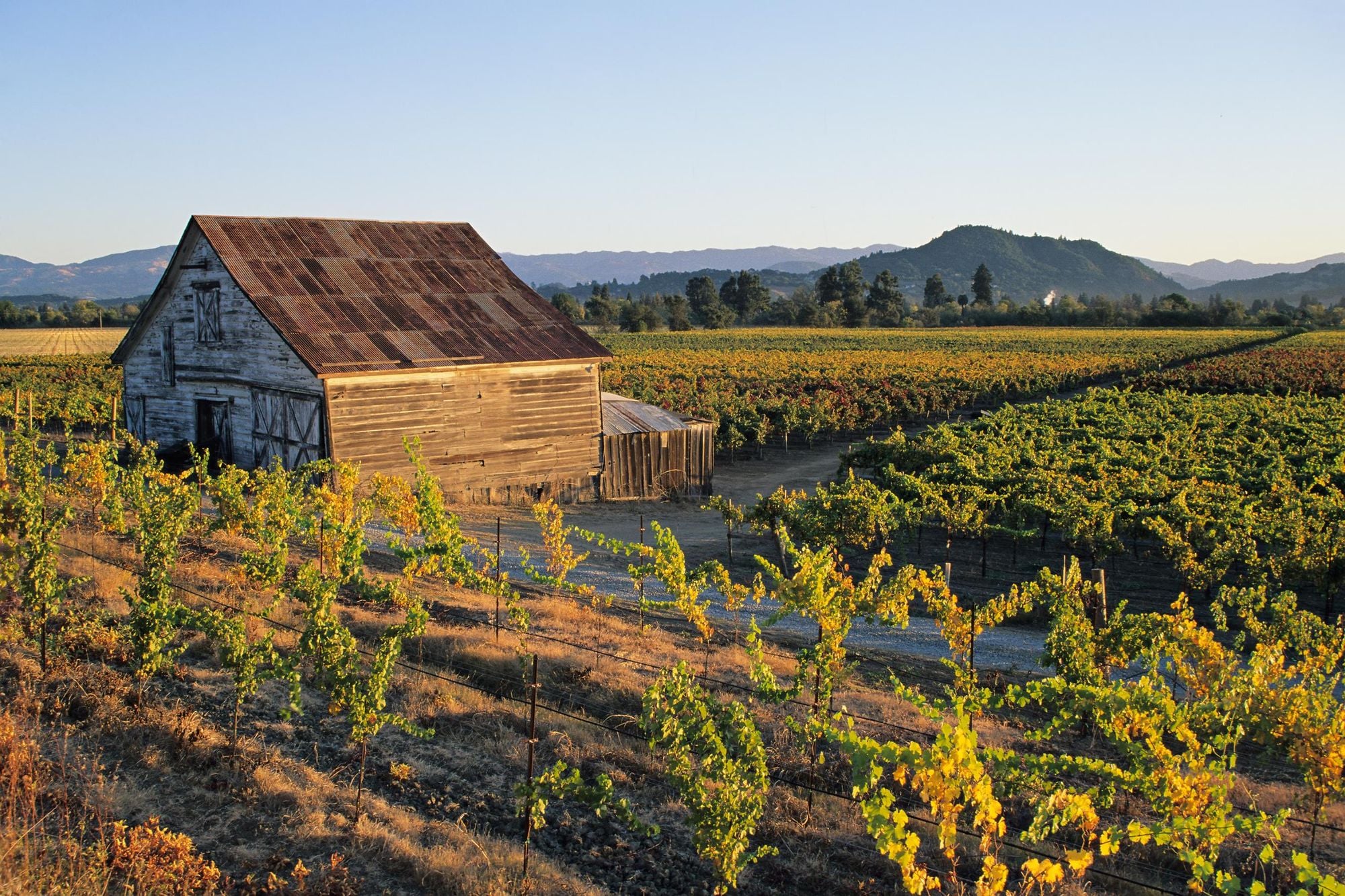 A farmhouse and vineyards in Dry Creek Valley. Photo: Getty.