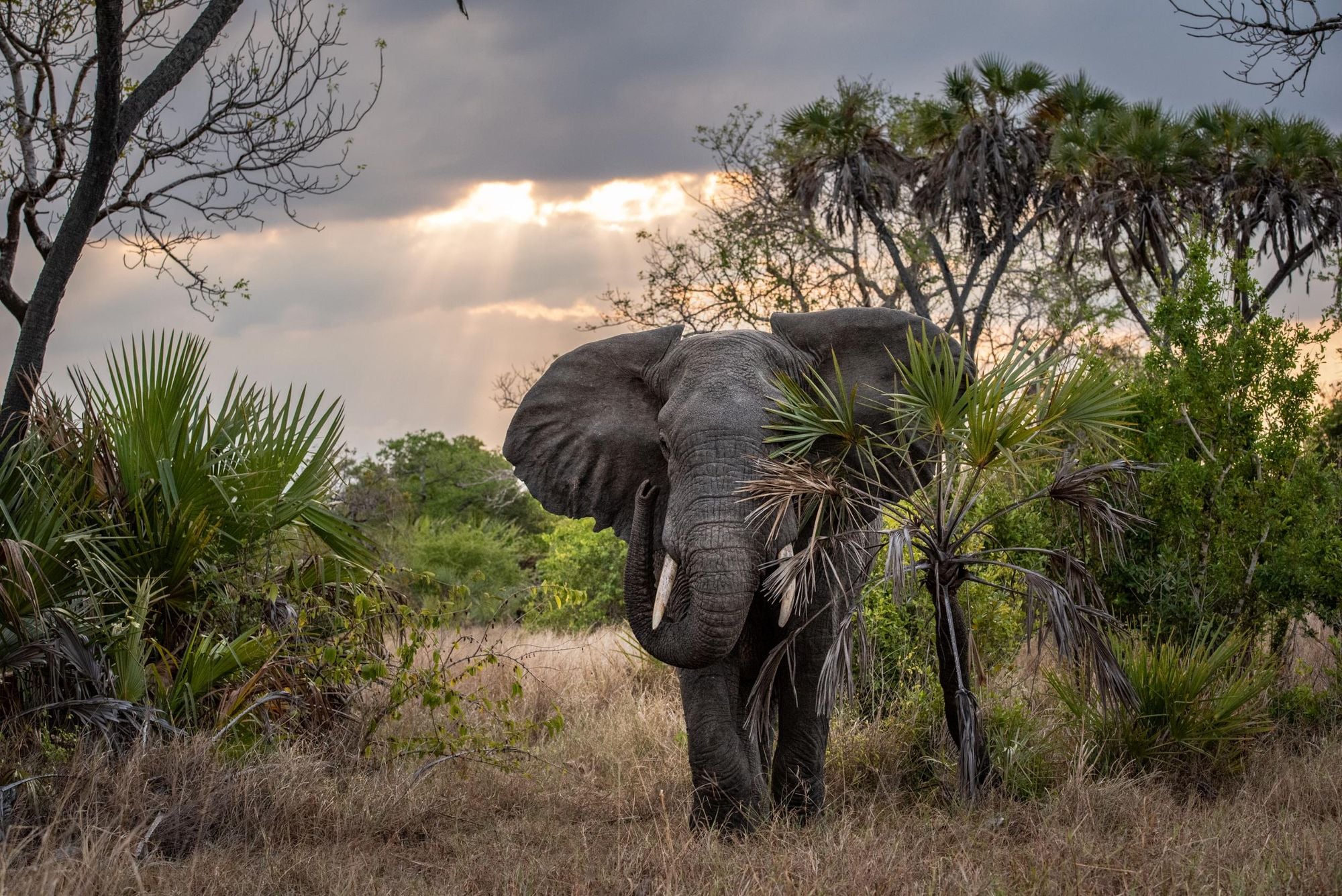 A majestic elephant, walking through the bush of Sadaani National Park. Photo: A Tent With a View