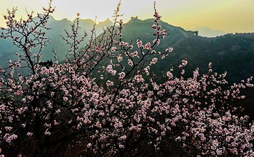 The white leaves of blossoming fruit trees, along the Jinshanling Great Wall. Photo: Mr. Zhou