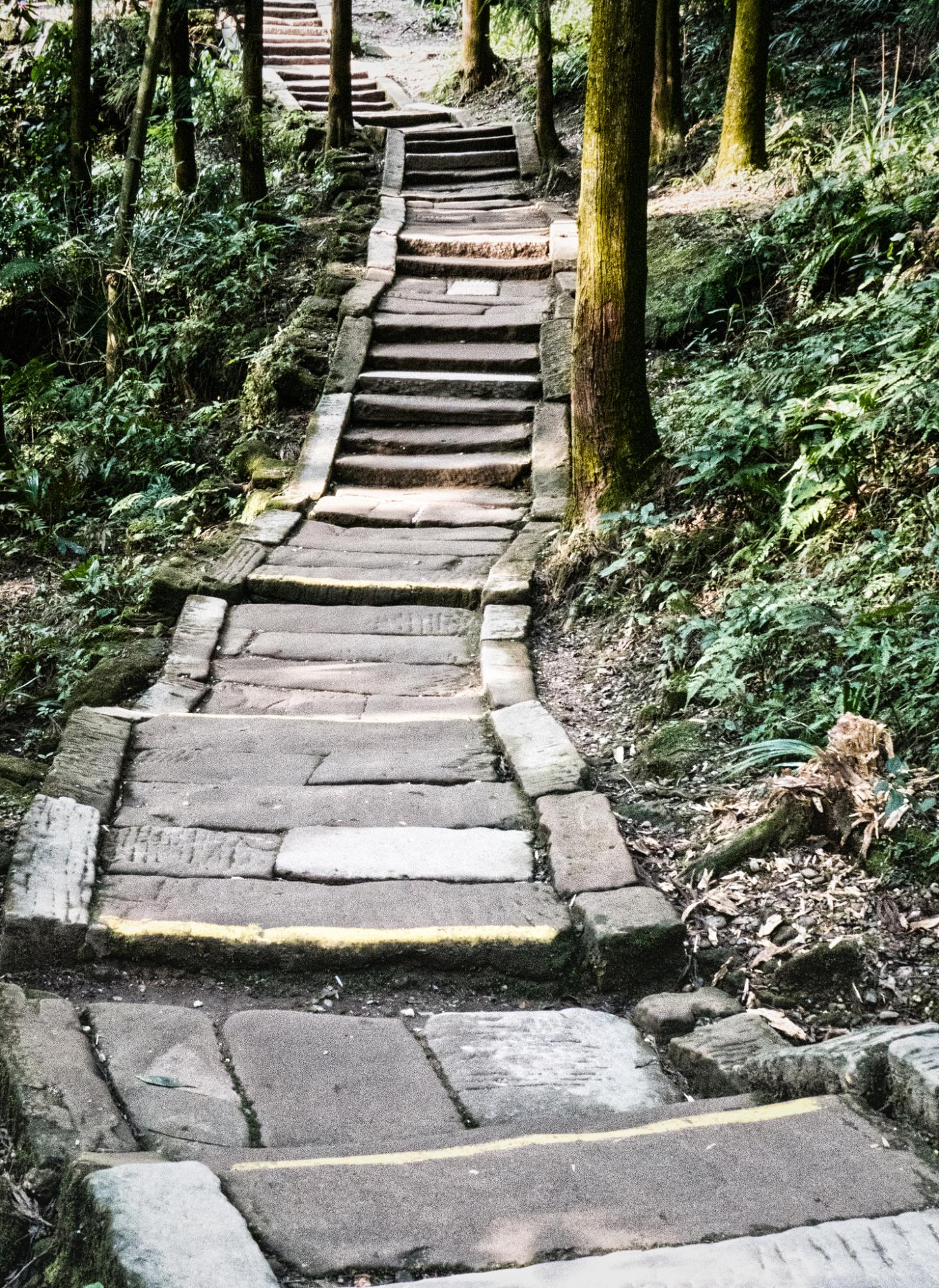 A gentle staircase winding through the forest on Mount Qingcheng. Photo: Getty