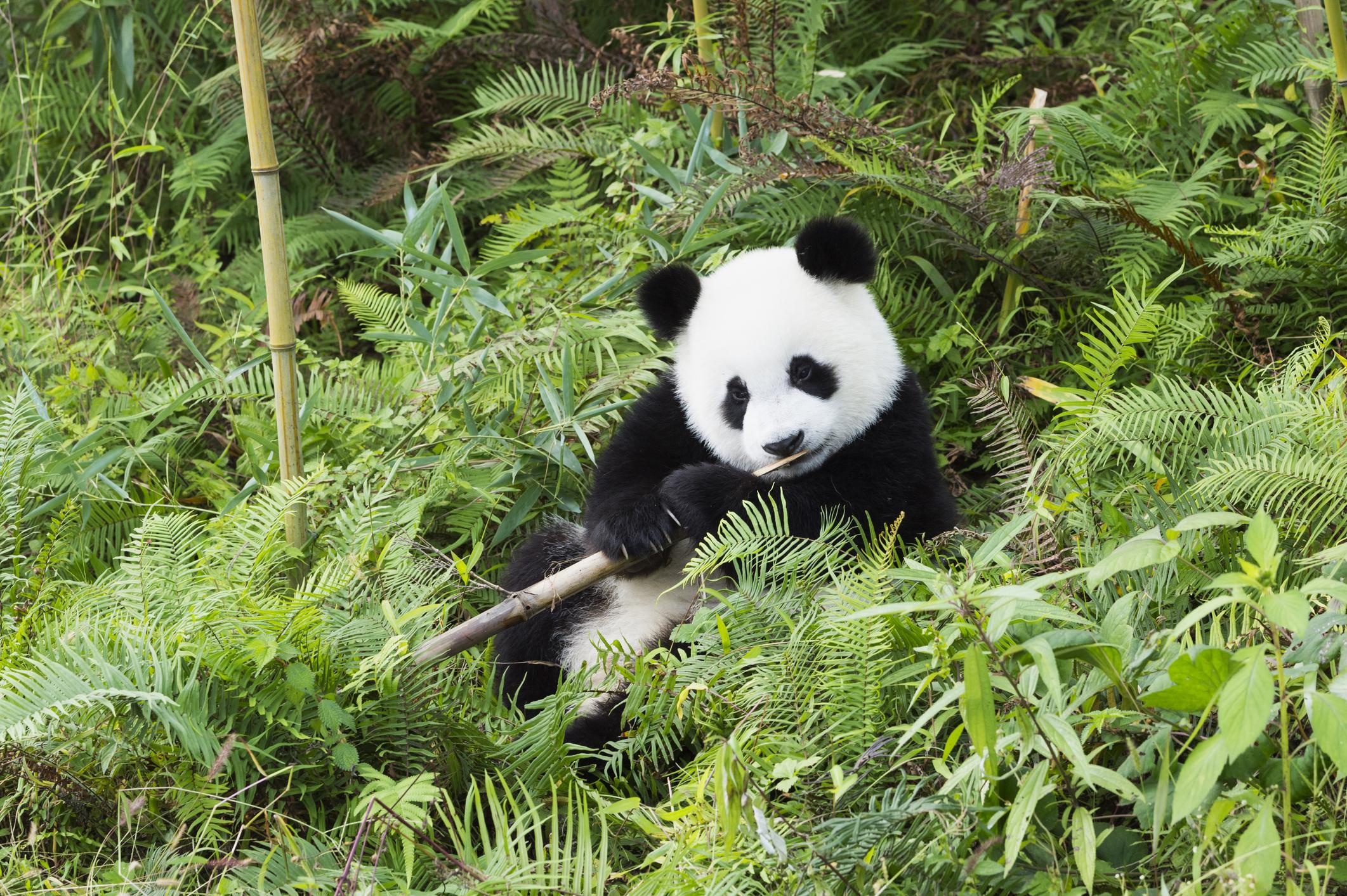 A two-year-old Giant Panda at the Dujiangyan Giant Panda Centre, just 10 minutes away from the mountain. Photo: Getty