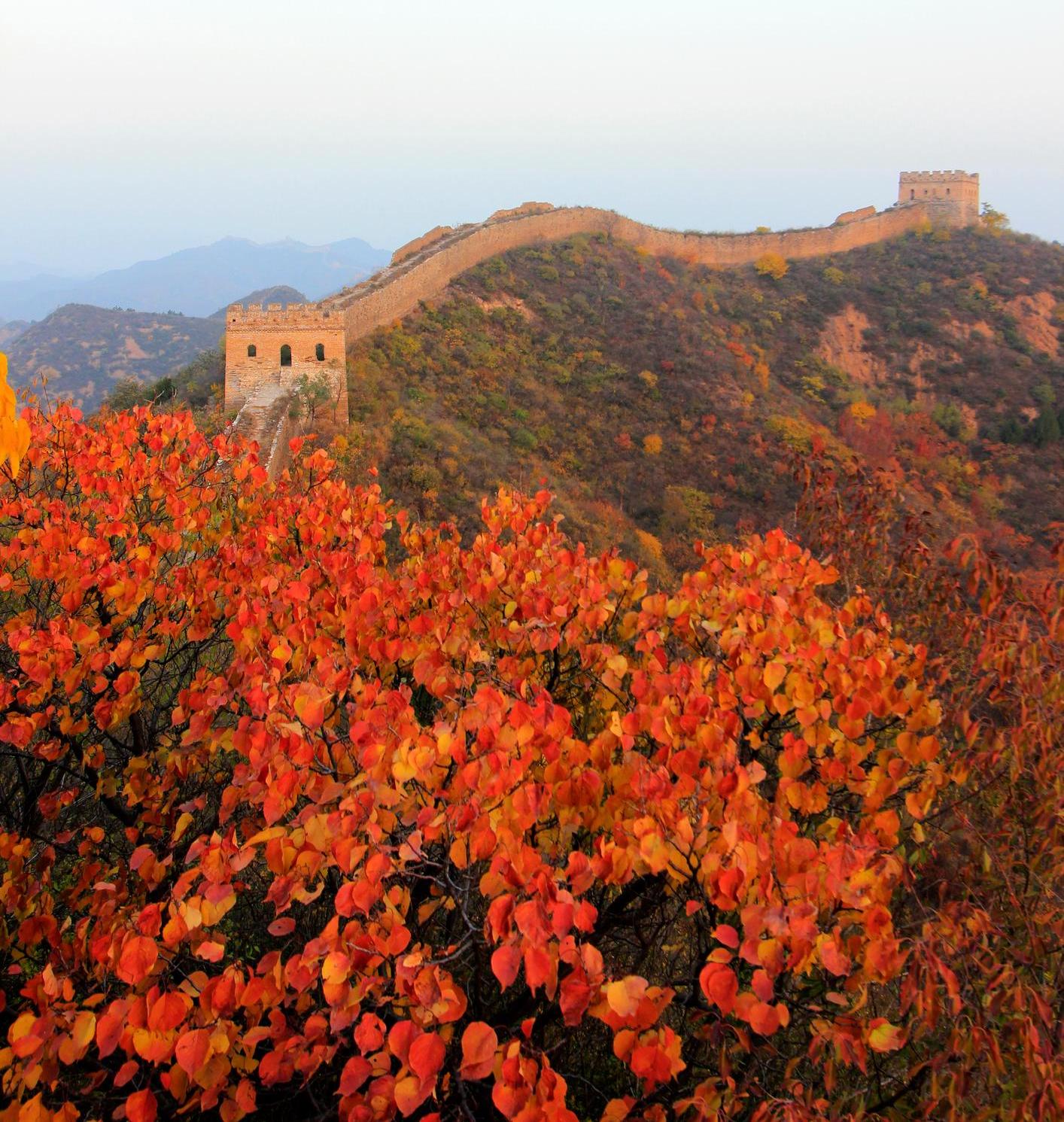Autumn red and orange leaves along the Great Wall. Photo: Getty