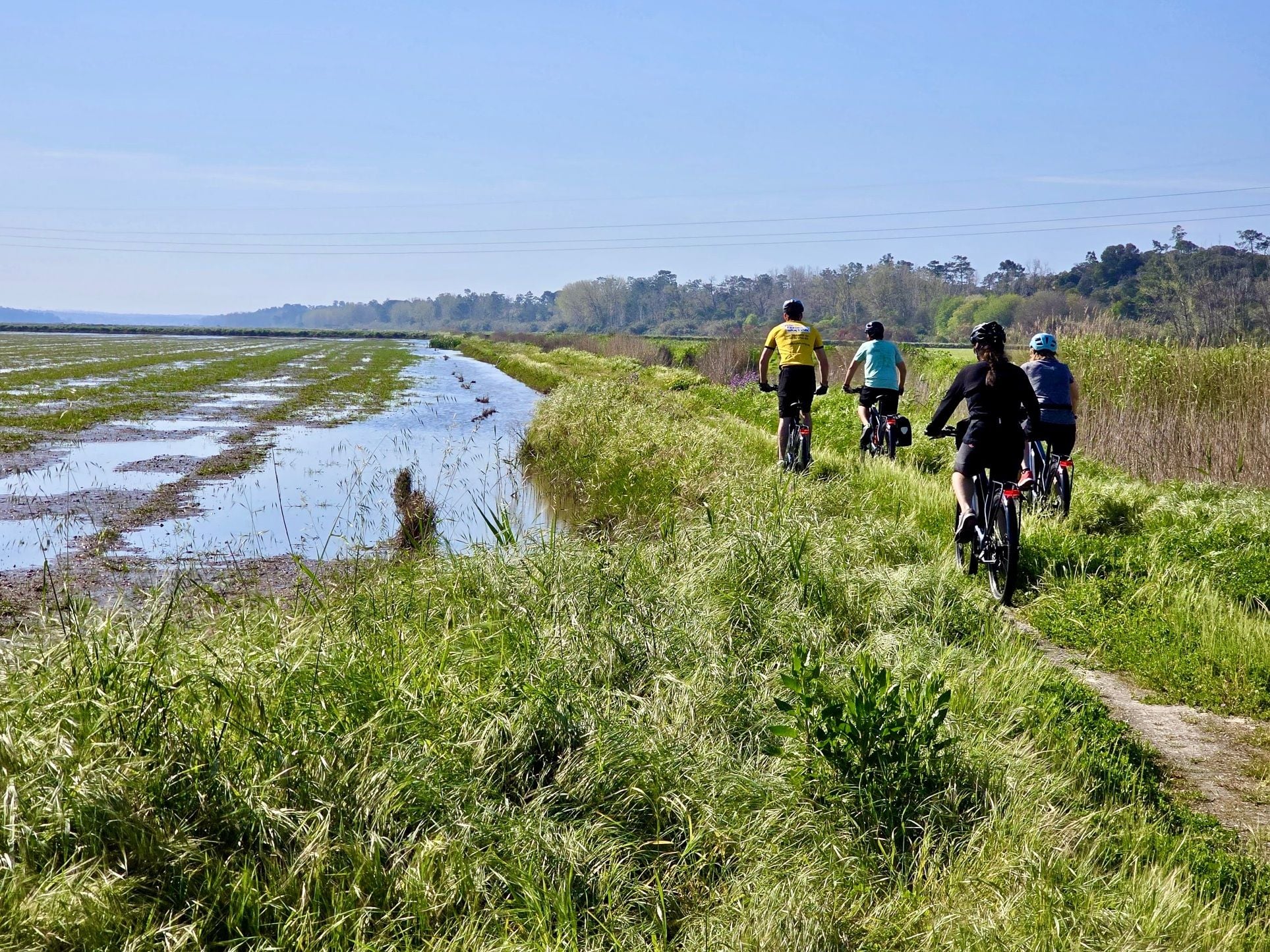 Four cyclists pedalling along a track by a rice field in Portugal.