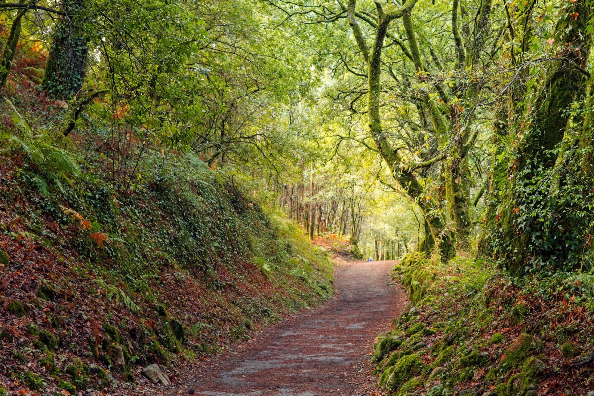 A typically vibrant woodland grove on the Camino de Santiago, in Galicia. Photo: Getty