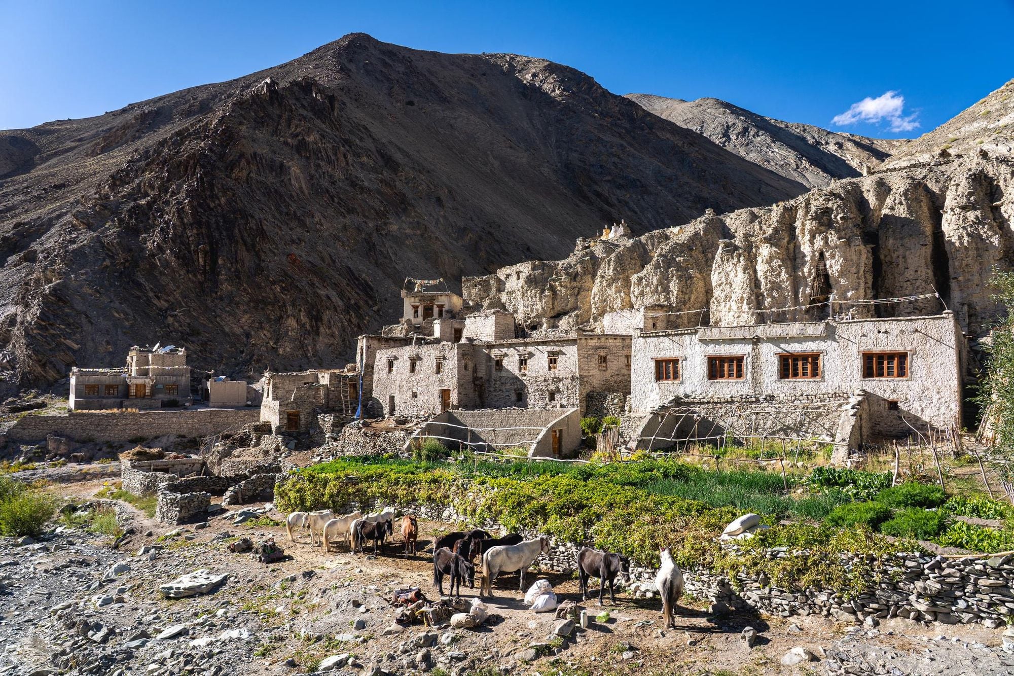 Donkeys in Shingo, a remote village deep in the Hemis National Park of Ladakh. Photo: Getty