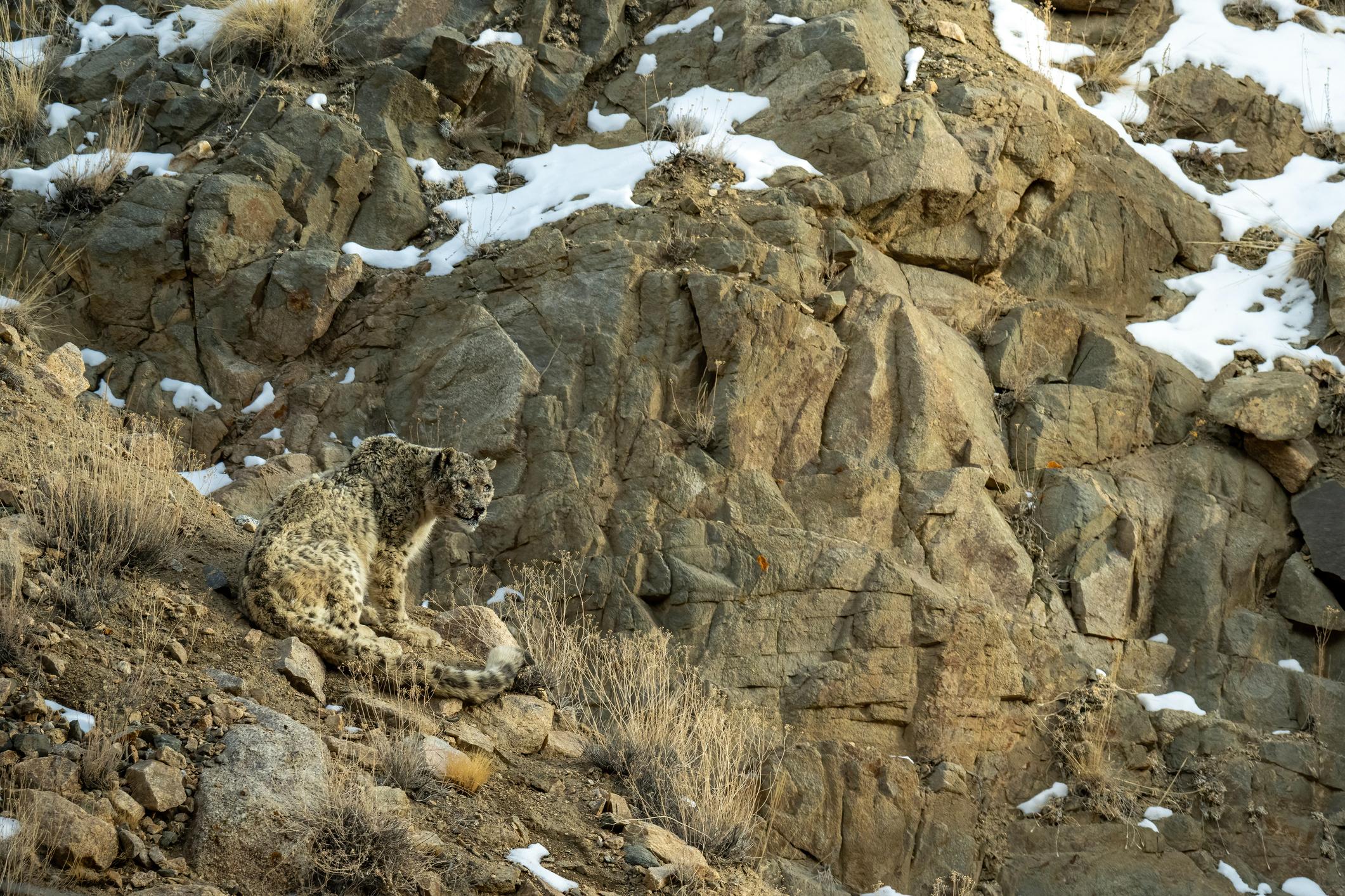 A snow leopard, blending effortlessly into the landscape behind it in Ladakh in the Indian Himalaya. Photo: Getty