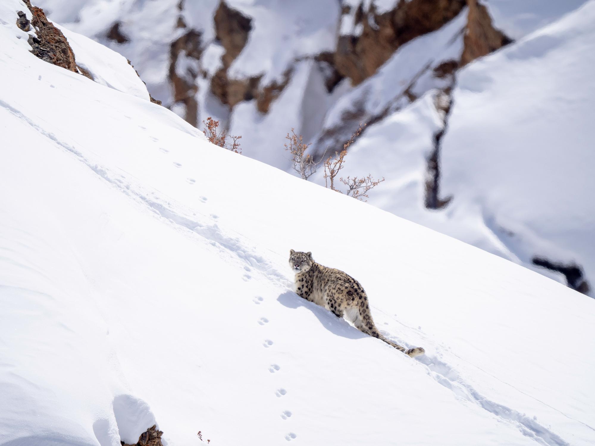 A snow leopard making its way up a snowy mountain face in winter. Photo: Getty