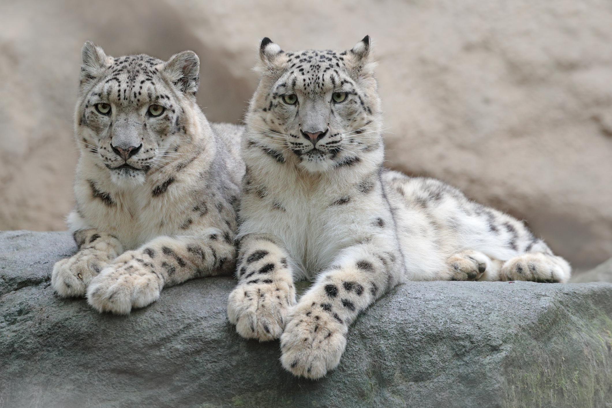 Two snow leopards, pictured in Hemis National Park, a high-altitude area the union territory of Ladakh, India. Photo: Getty