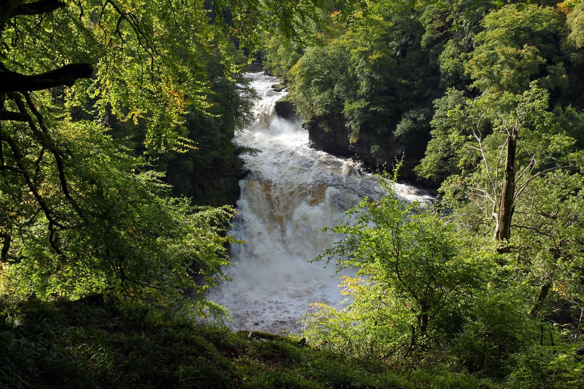 The Falls of Clyde, gushing between the green forest in summer. Photo: Getty