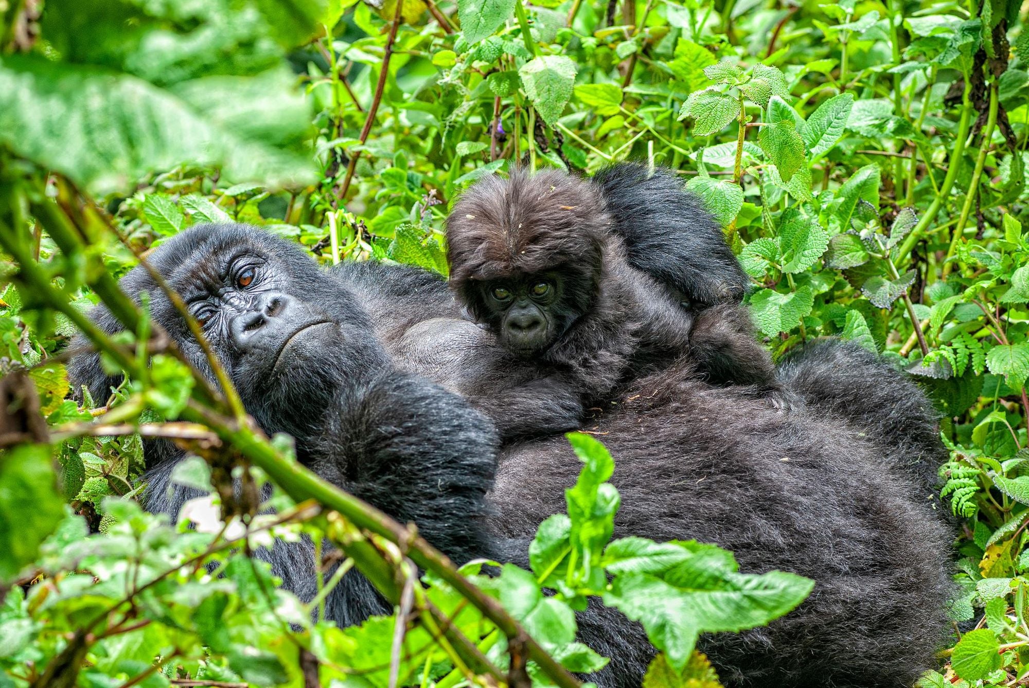 A female mountain gorilla with her young baby in Volcanoes National Park in the Virunga Mountains. Photo: Getty