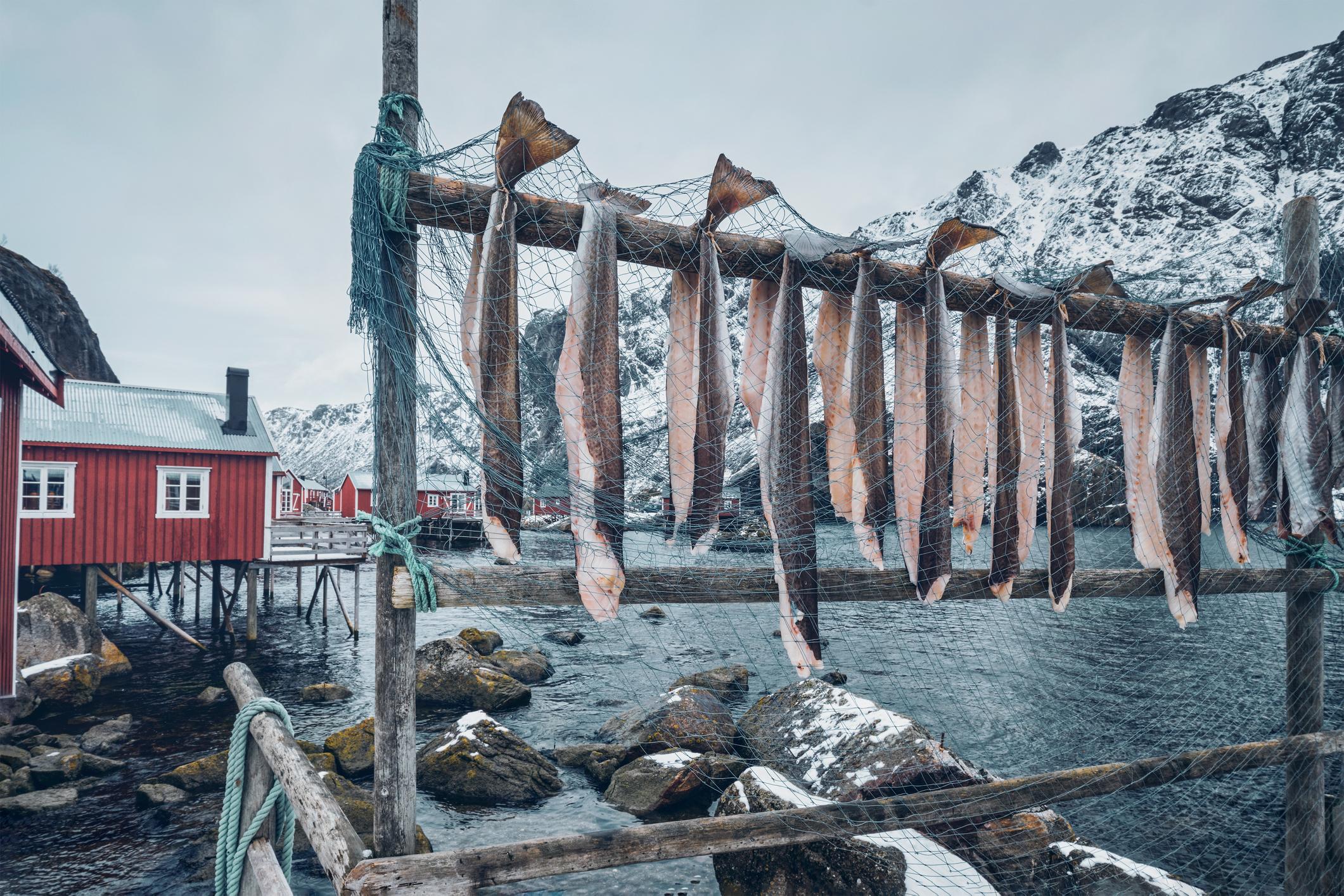 Stockfish on drying racks in the Lofoten Islands, north of the Arctic Circle. Photo: Getty