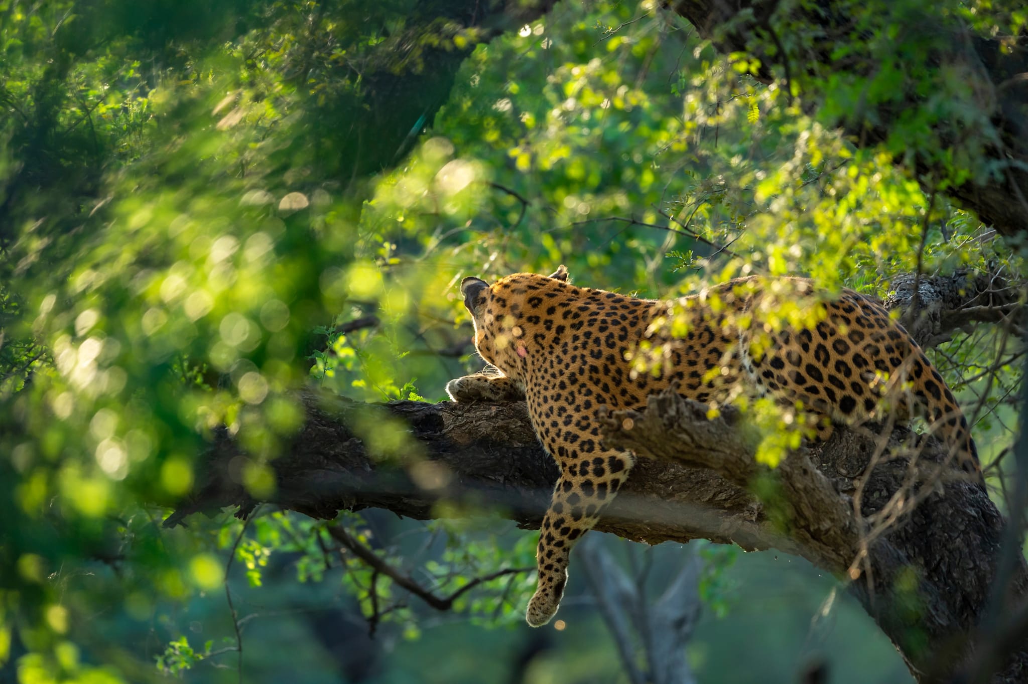A tiger lazing on a tree branch, in a sanctuary in India. Photo: Shutterstock