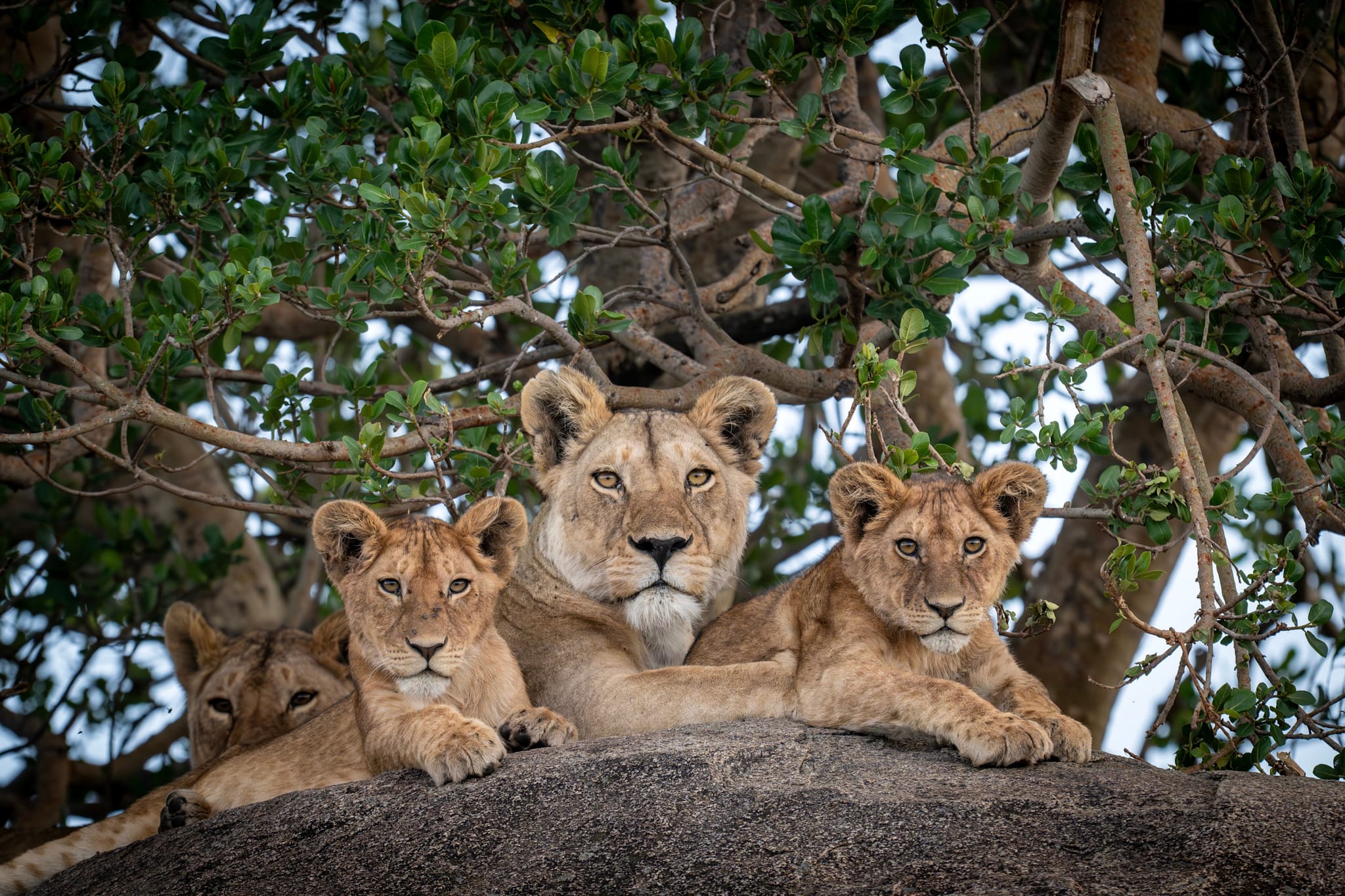 Lions in the Serengeti of Tanzania. Photo: Shutterstock