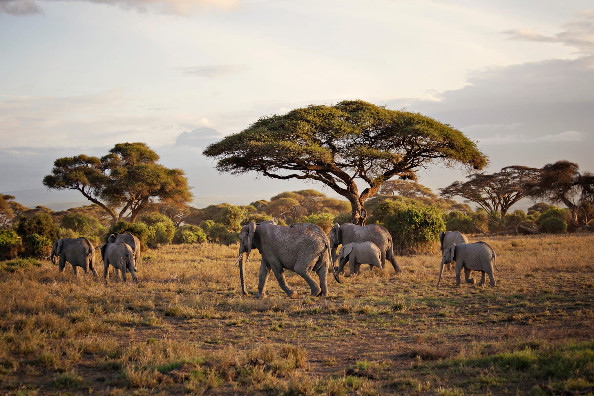 A herd of elephants moves through the Masai Mara in Kenya. Photo: Shutterstock