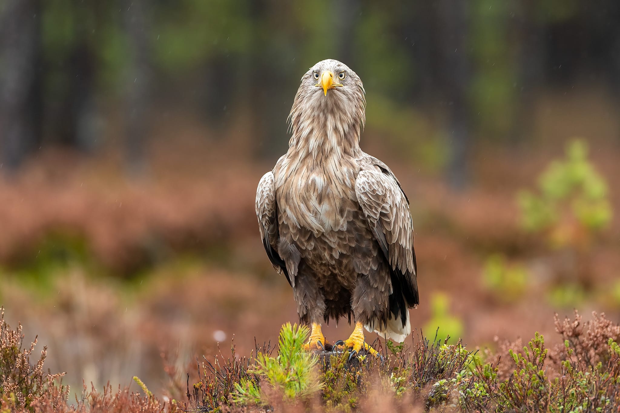 An eagle in the forests of Estonia. Photo: Shutterstock