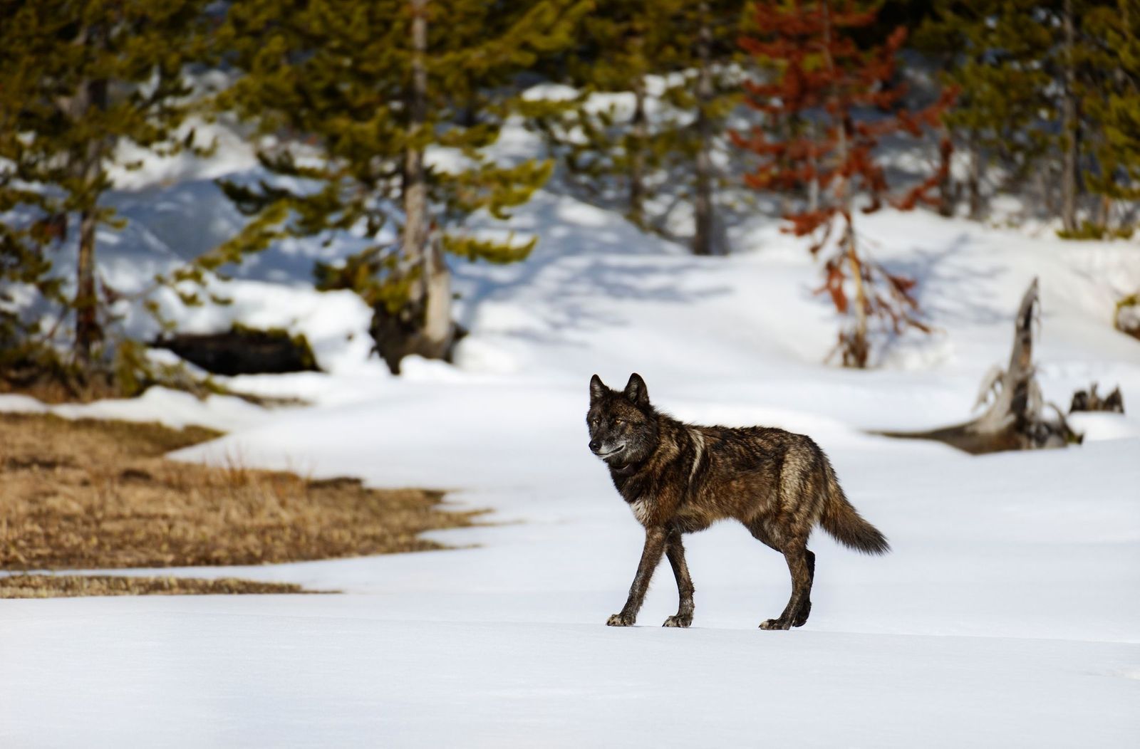 the wolves of yellowstone take home independent assignment