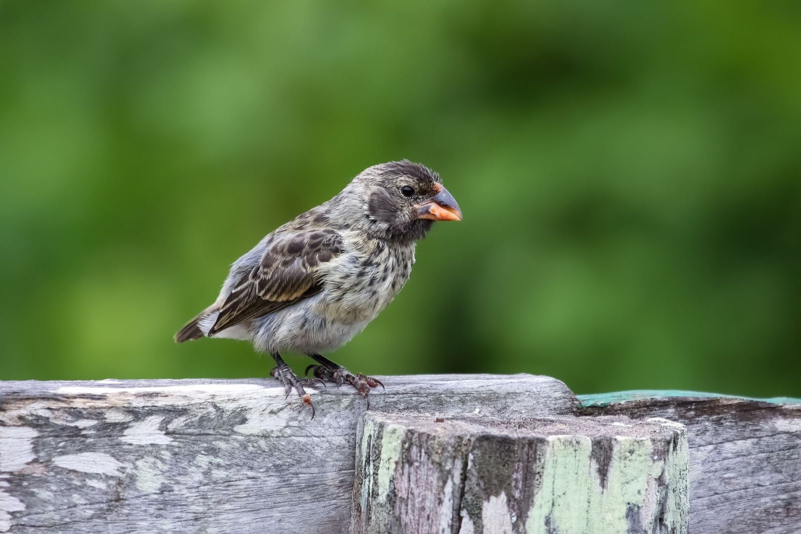 A Wildlife Guide to the Galapagos Islands