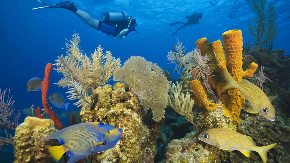How Citizen Science is Protecting the Belize Barrier Reef