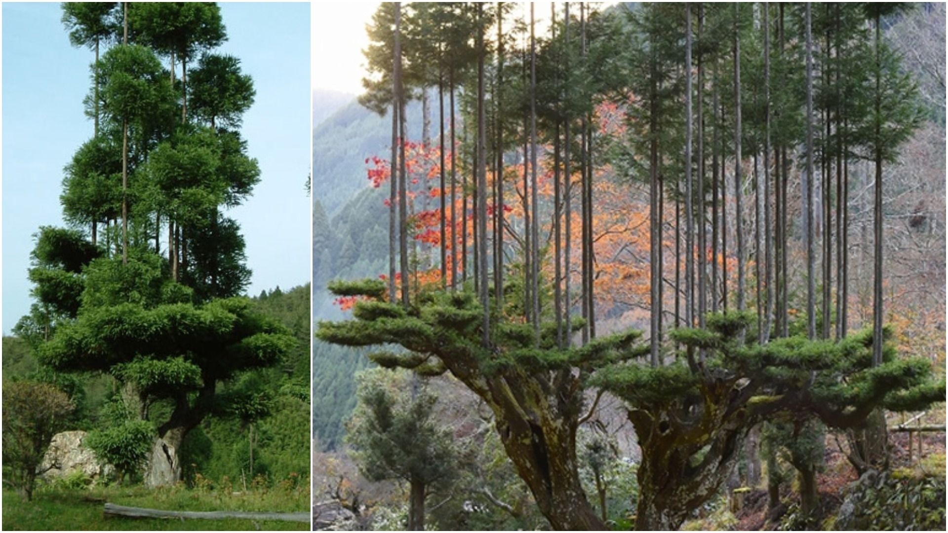 The Japanese Technique of Daisugi Tree-Growing