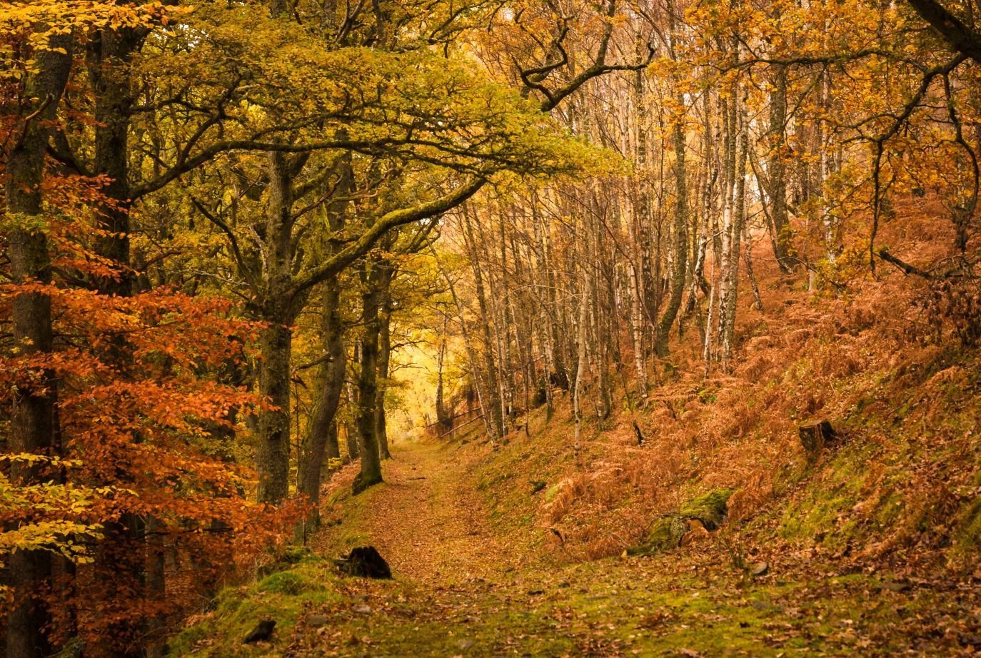 Could Climate Change Impact the Colours of Autumn?