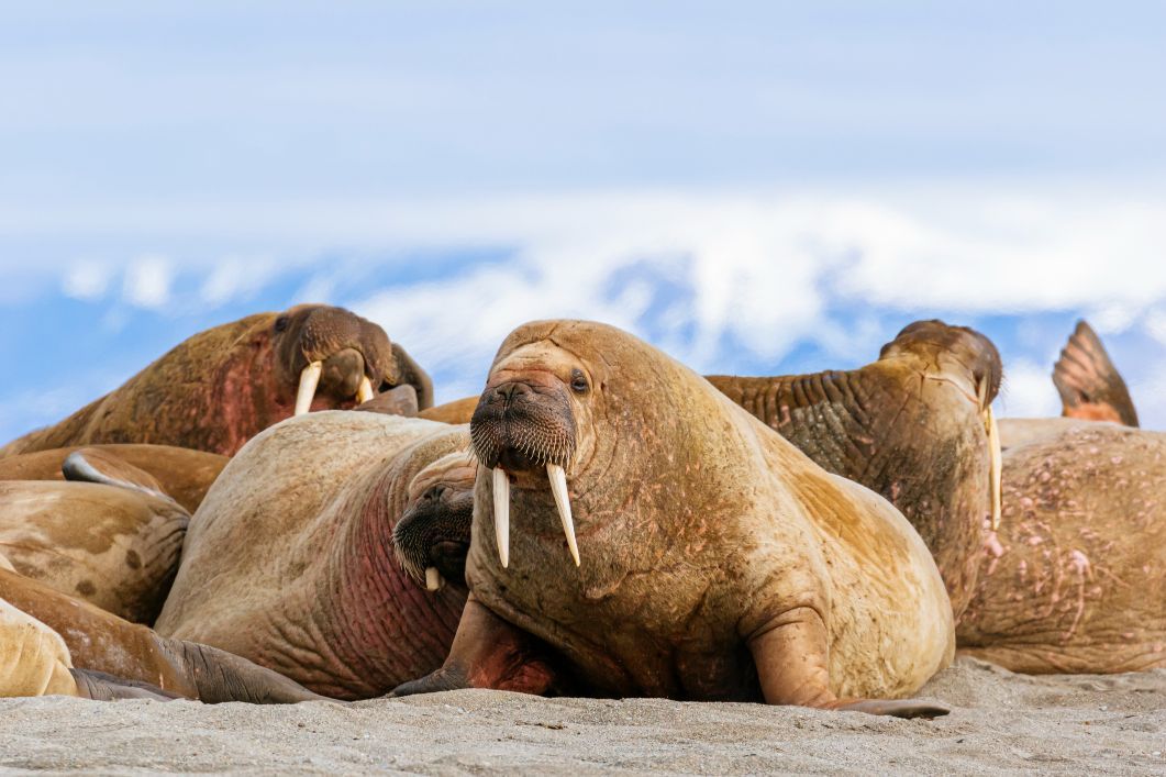 Shine On: Cosmic Walrus-Spotting and Turning Dance Moves into Renewable Energy