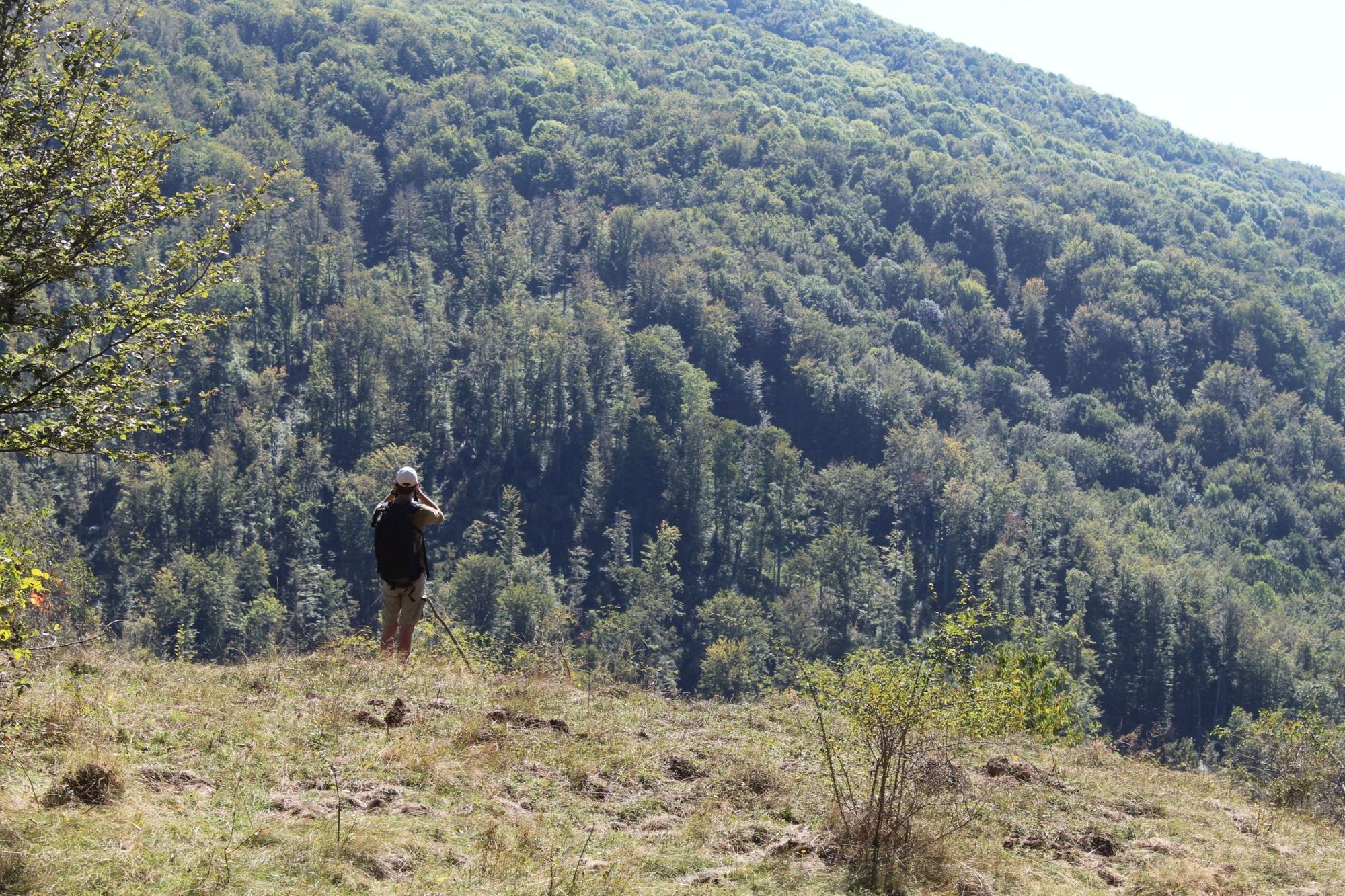 How Wild Bison Are Transforming the Southern Carpathians