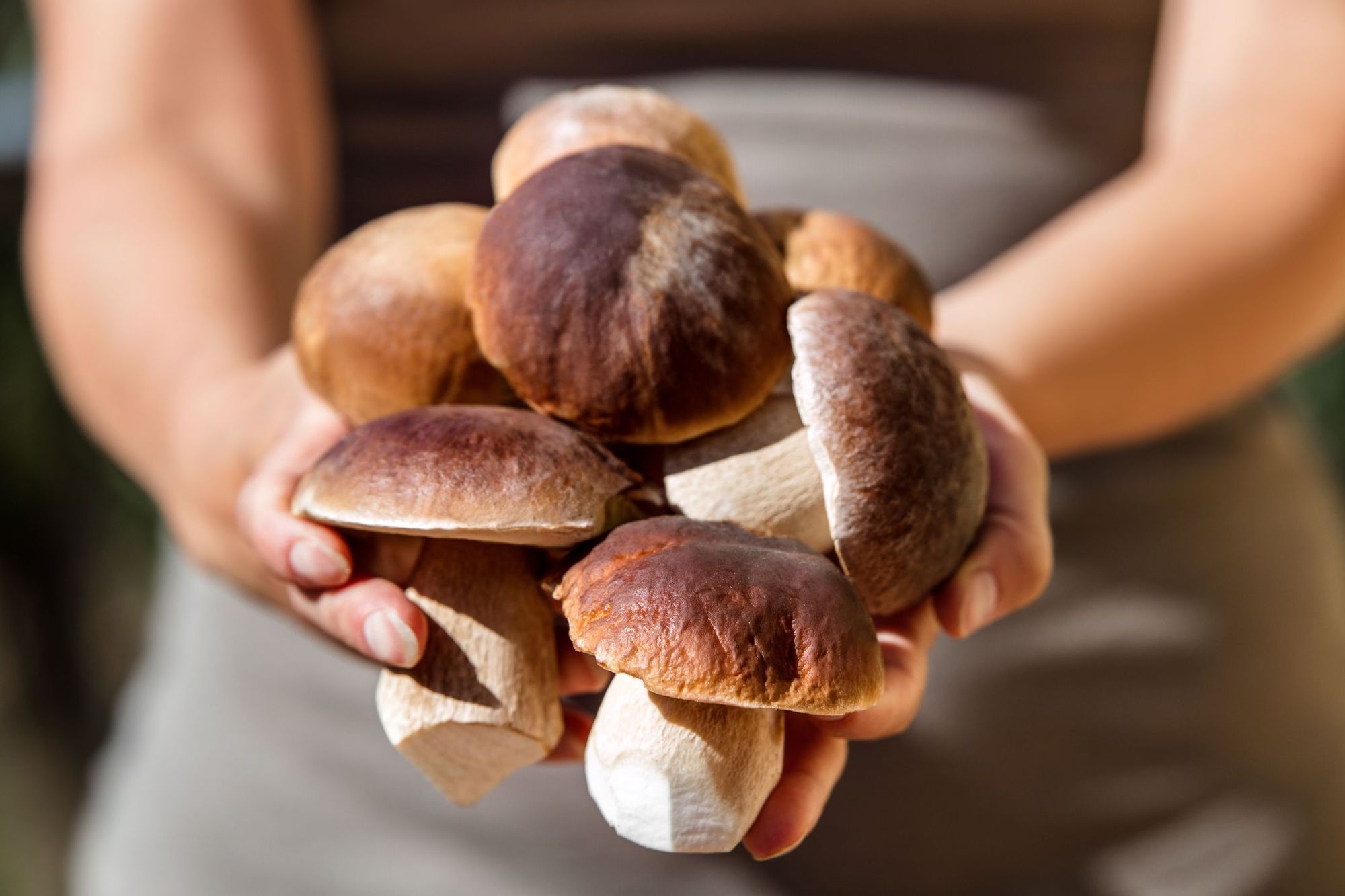 Why We Swapped Urban Life to Forage for Mushrooms