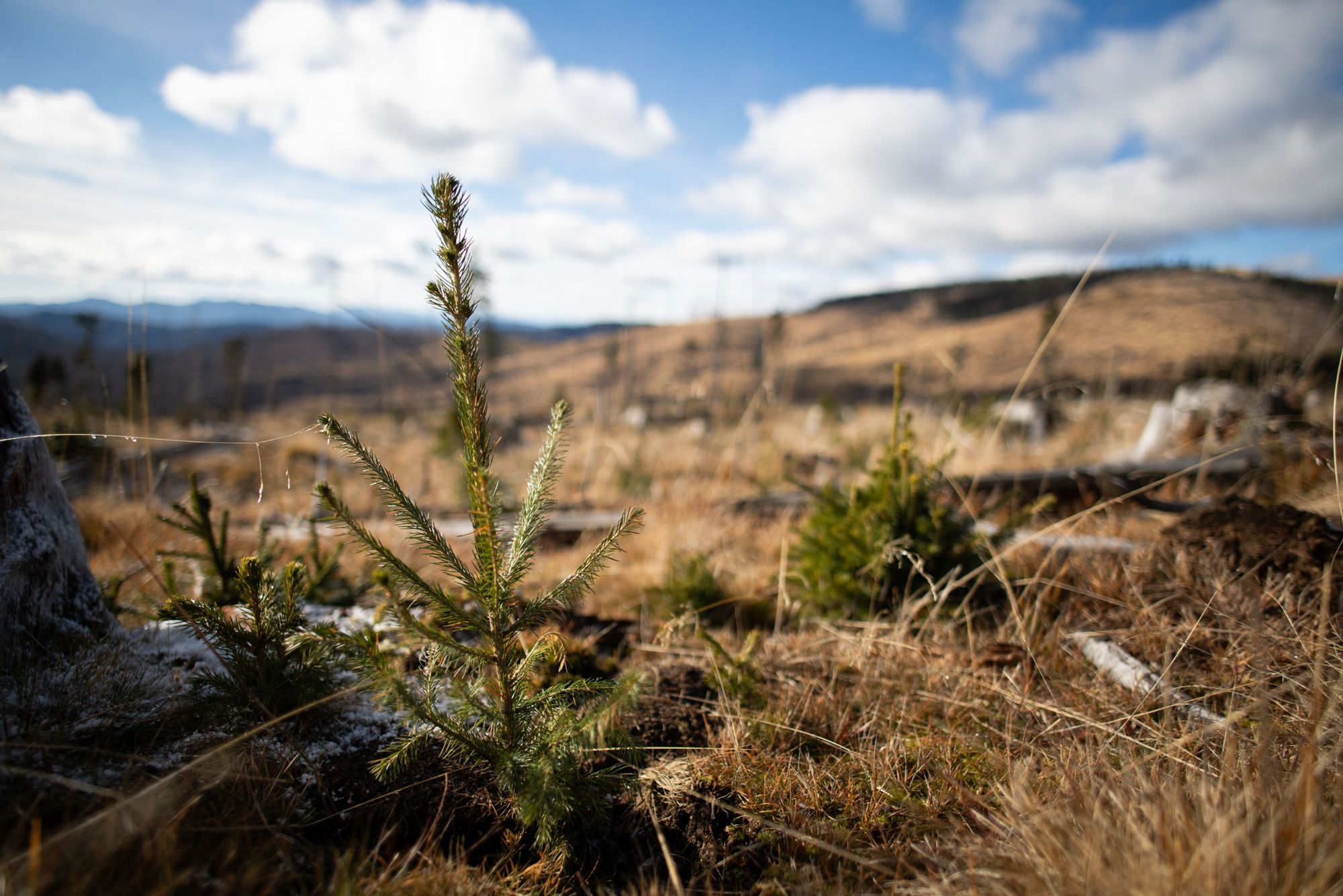 Reforesting the Southern Carpathians, One of Europe's Last Wilderness