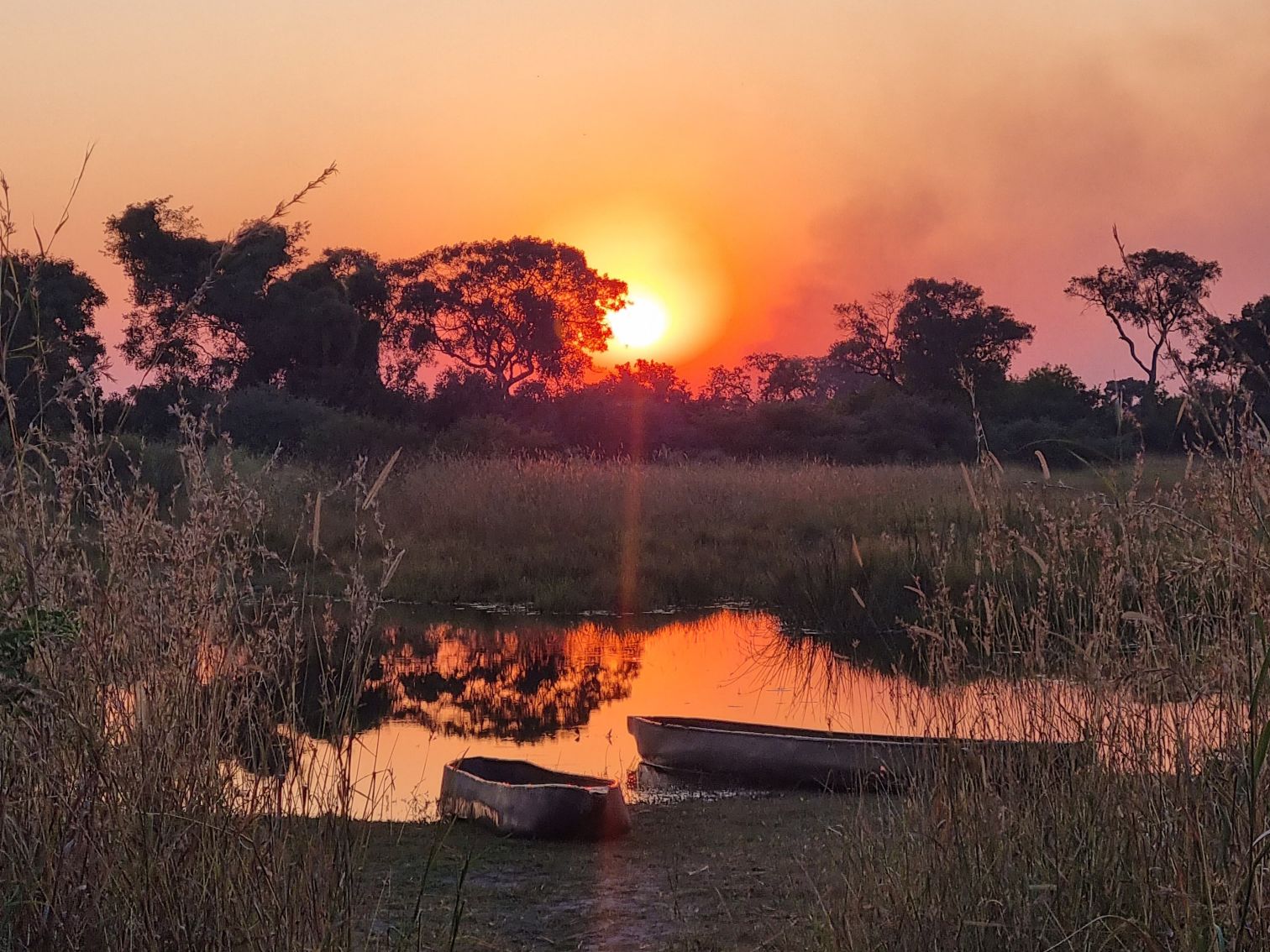 Witnessing the Circle of Life in Wild Botswana