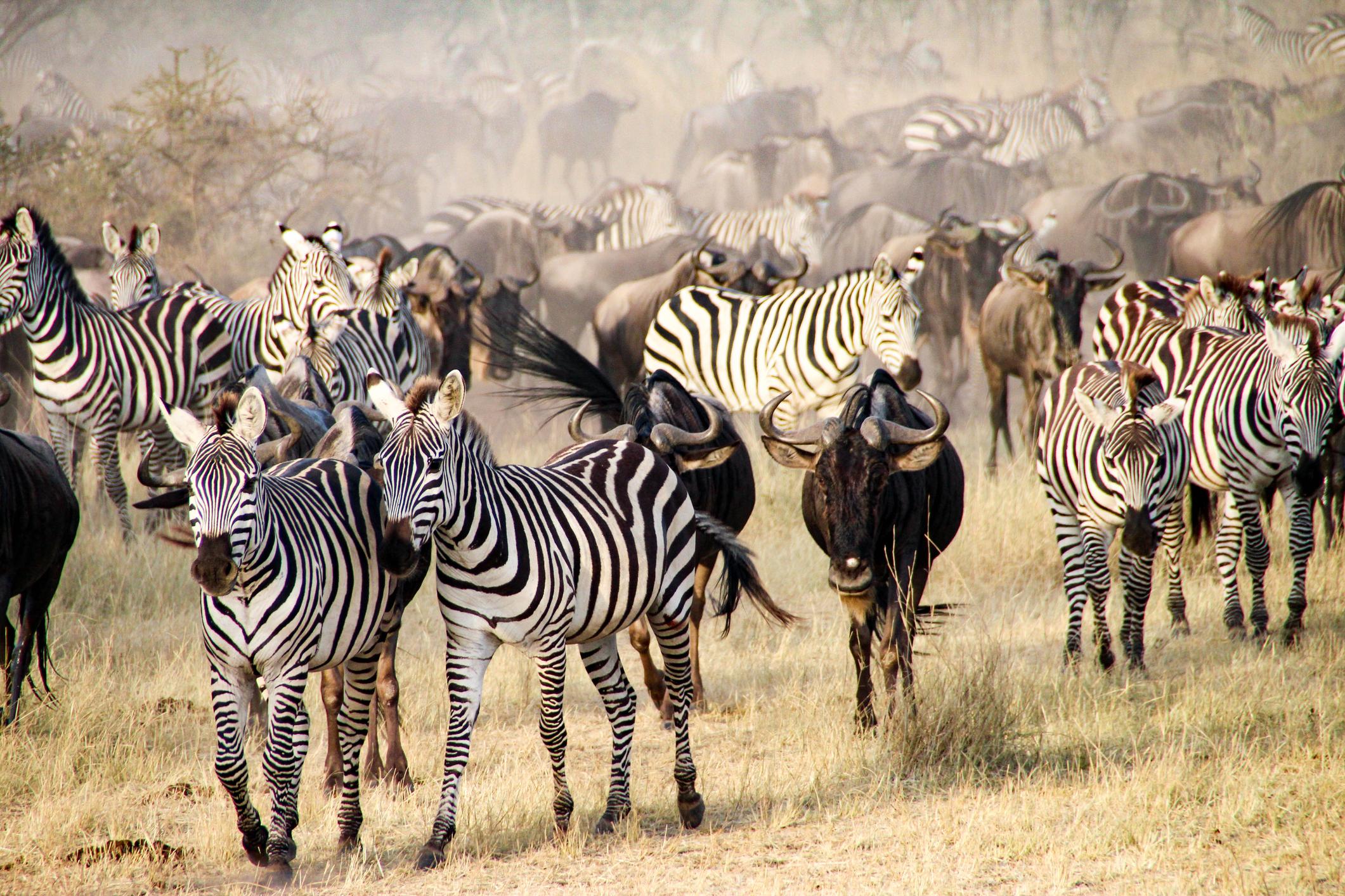 The 7 Best Places to Go on Safari in Tanzania