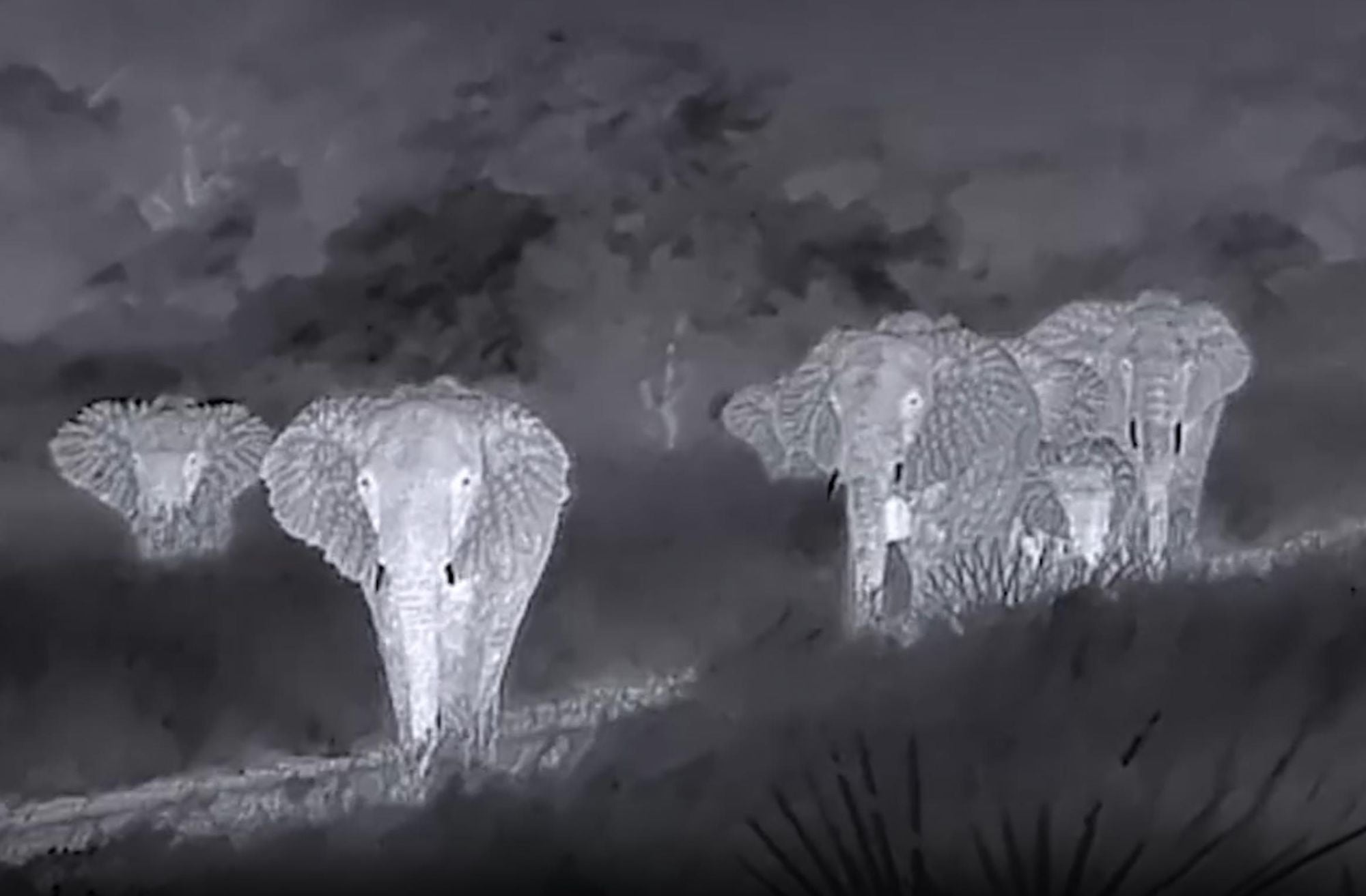 How Thermal Imaging Cameras are Revolutionising African Safari