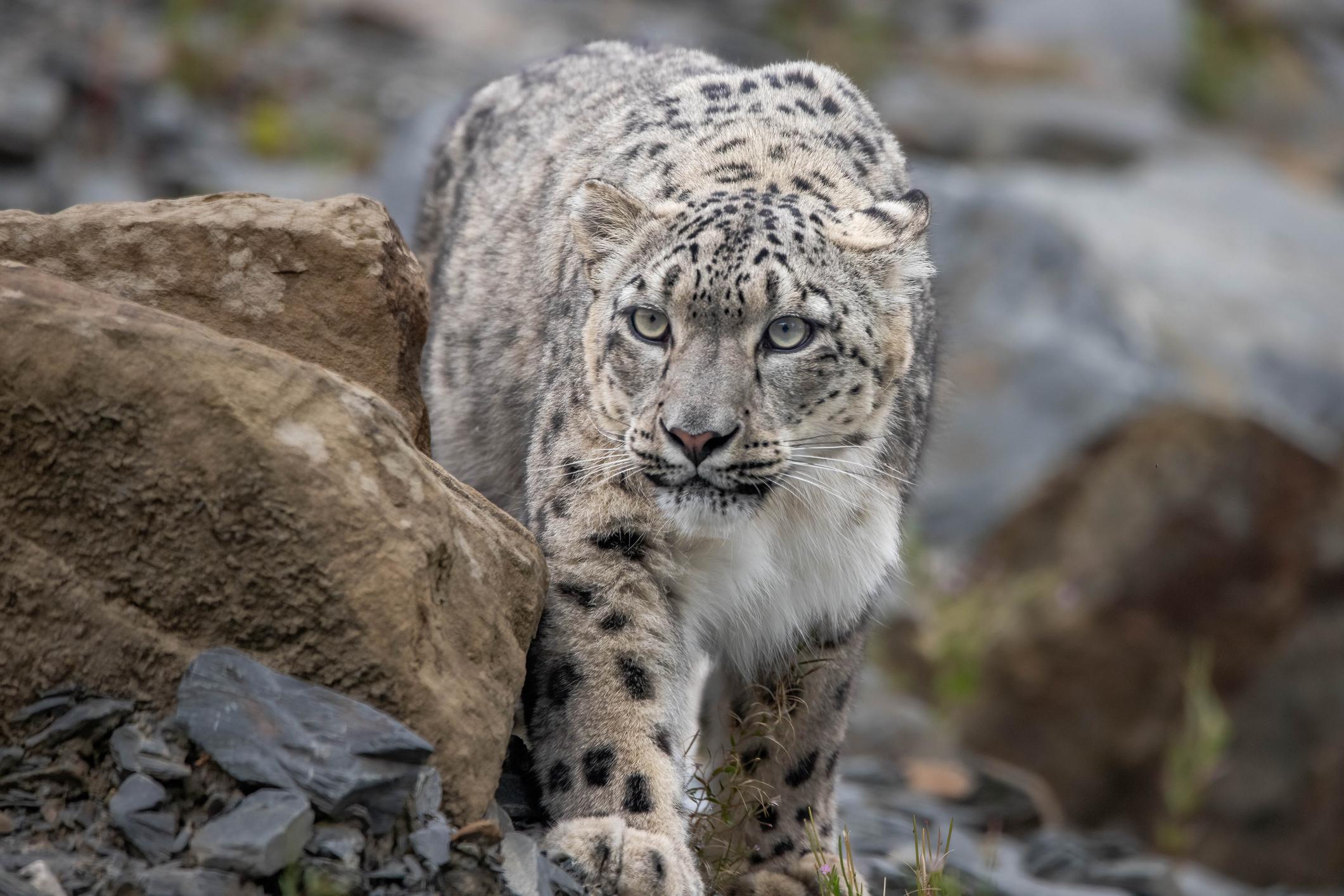 What It’s Like to Track Snow Leopards in the Indian Himalaya