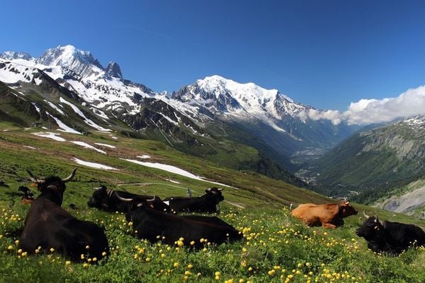 Cows in an alpine meadow on Switzerland