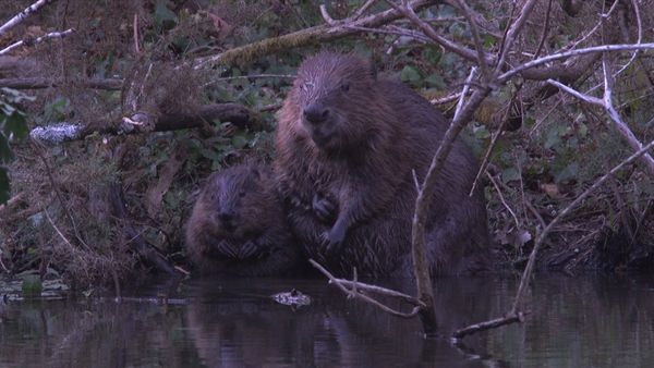 Lunchtime Cinema: Beavers Without Borders