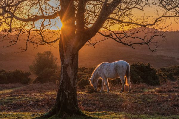 New Forest Hikes | 5 Full Day Hikes in the New Forest