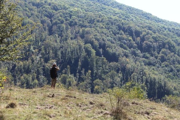 How Wild Bison Are Transforming the Southern Carpathians